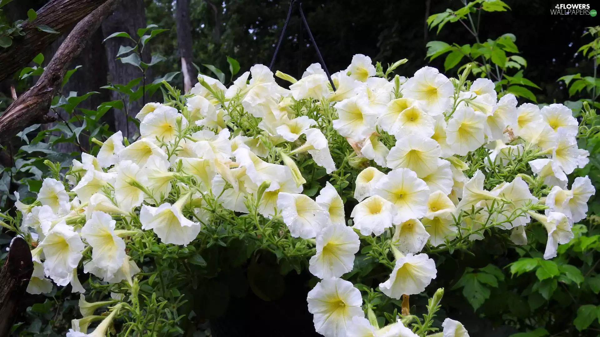 White, petunias, drops, Flowers