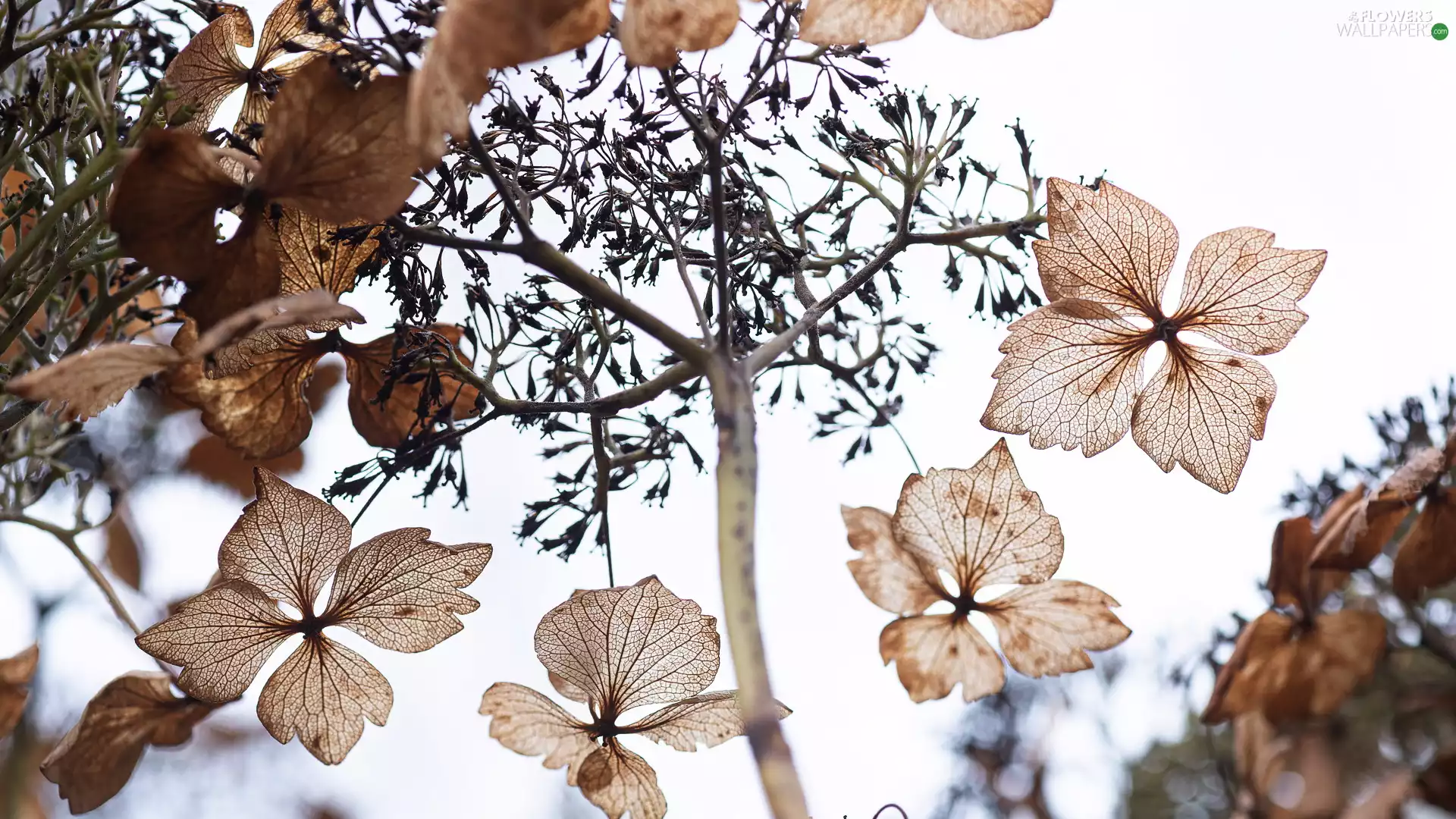 hydrangea, Flowers, white background, dry