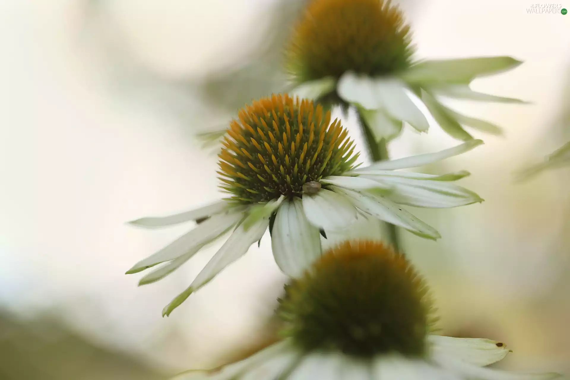 Flowers, echinacea, White