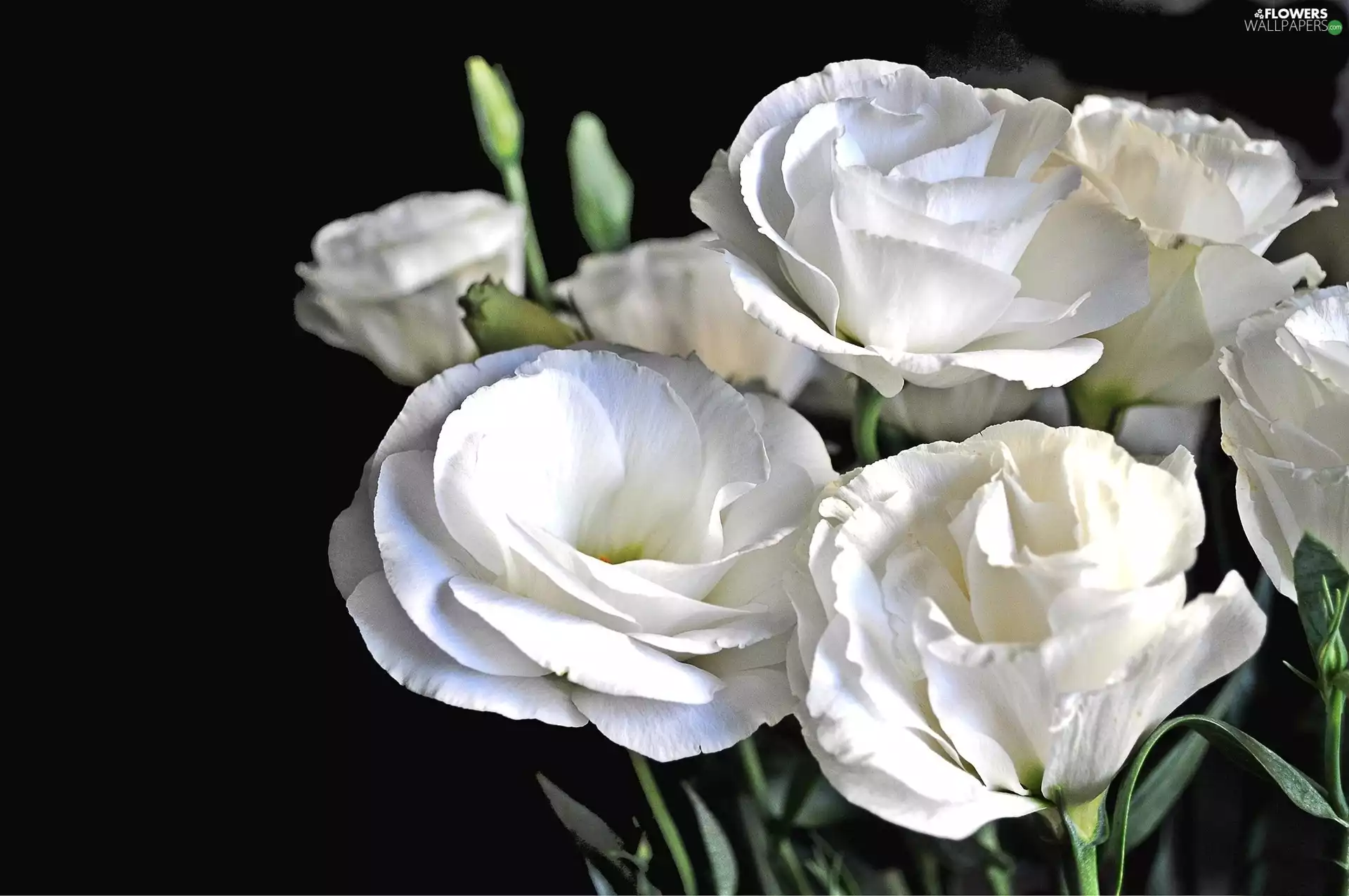 Flowers, Eustoma, White