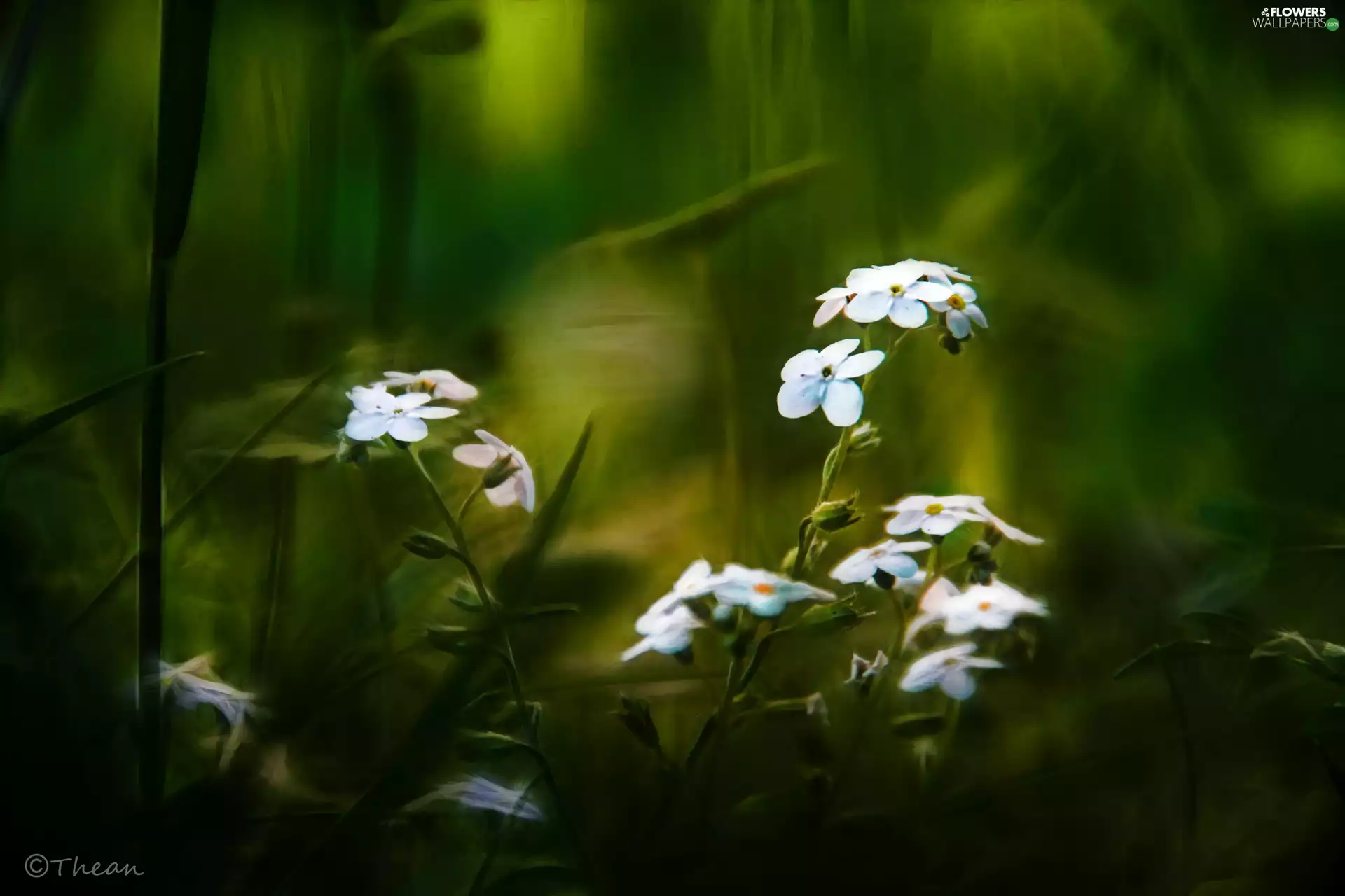 Flowers, Forget, White