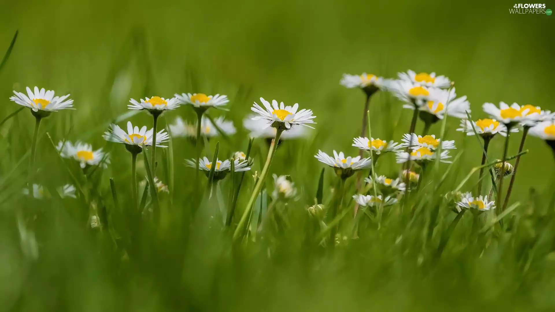 White, daisies, grass, Flowers