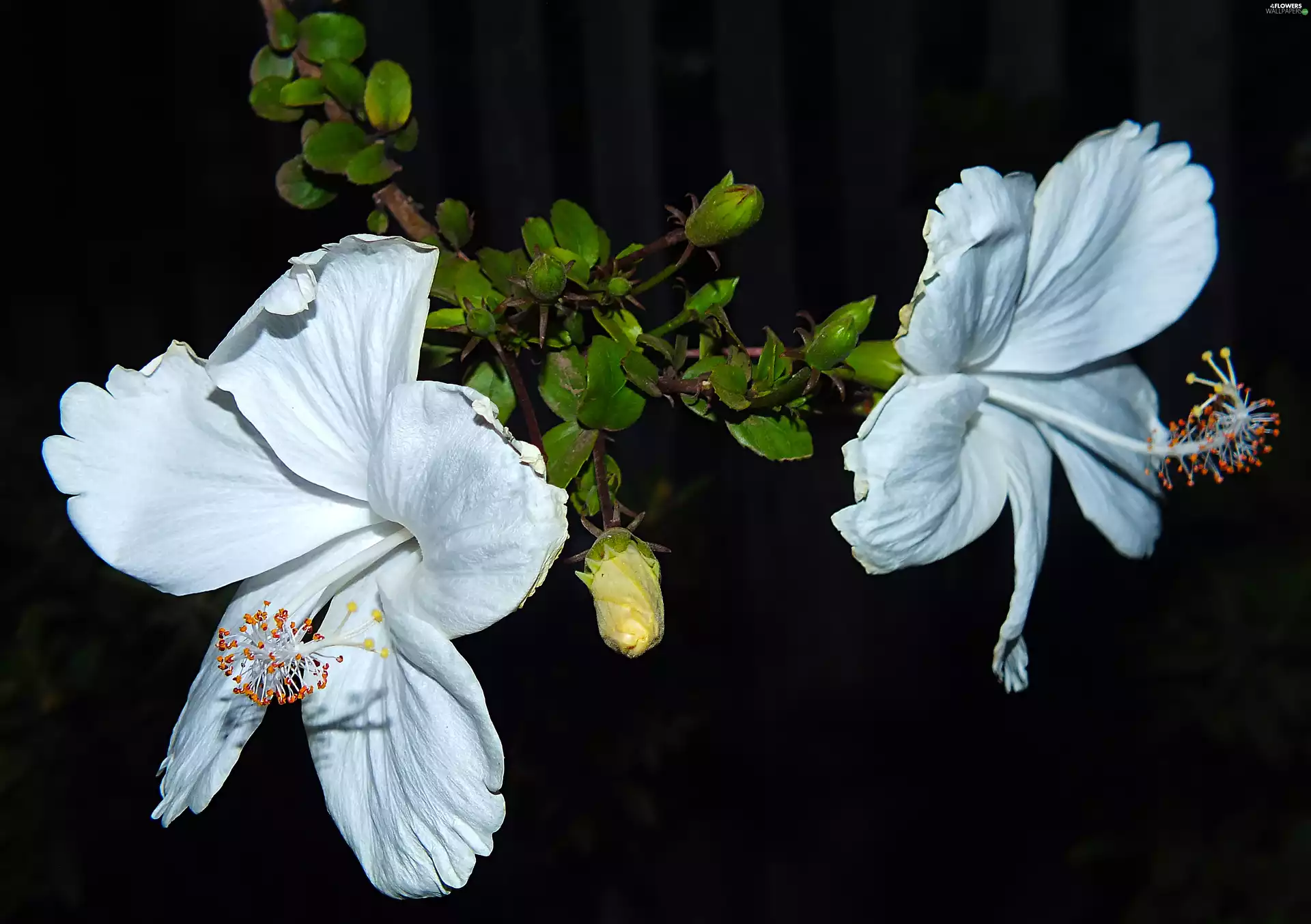 Flowers, hibiskus, White