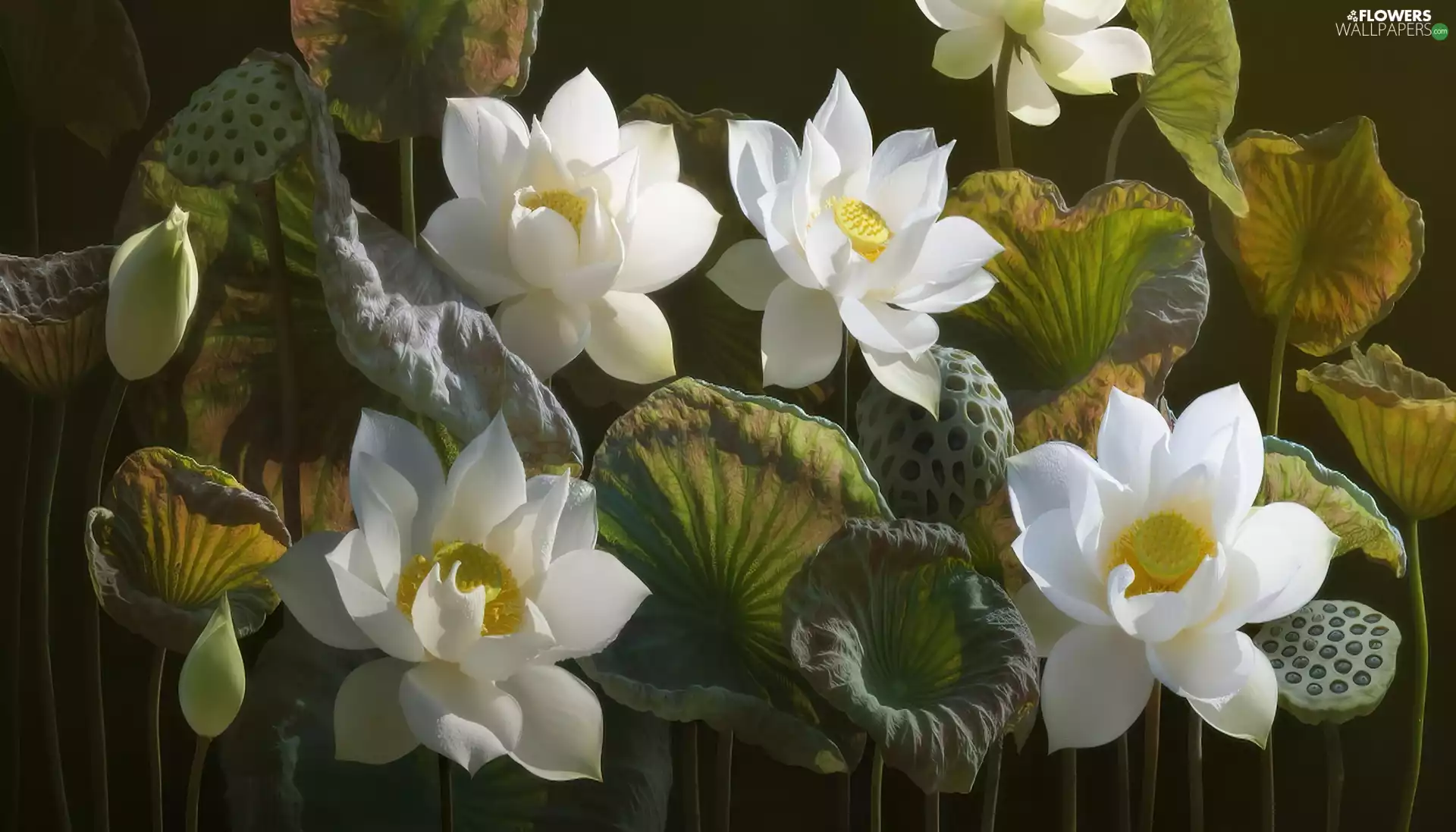 White, lotus, leaves, Flowers