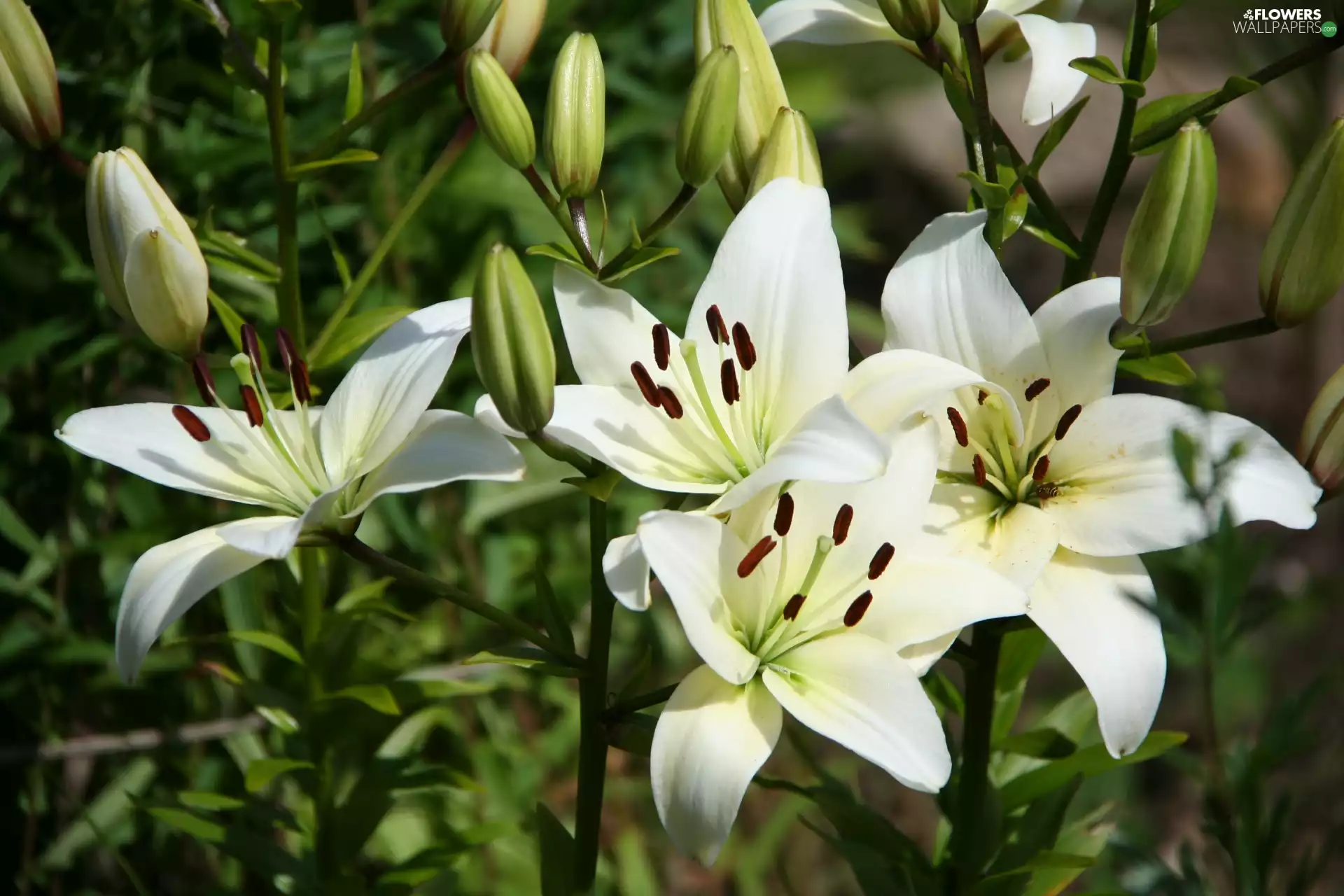 Colourfull Flowers, White, Buds, Lily