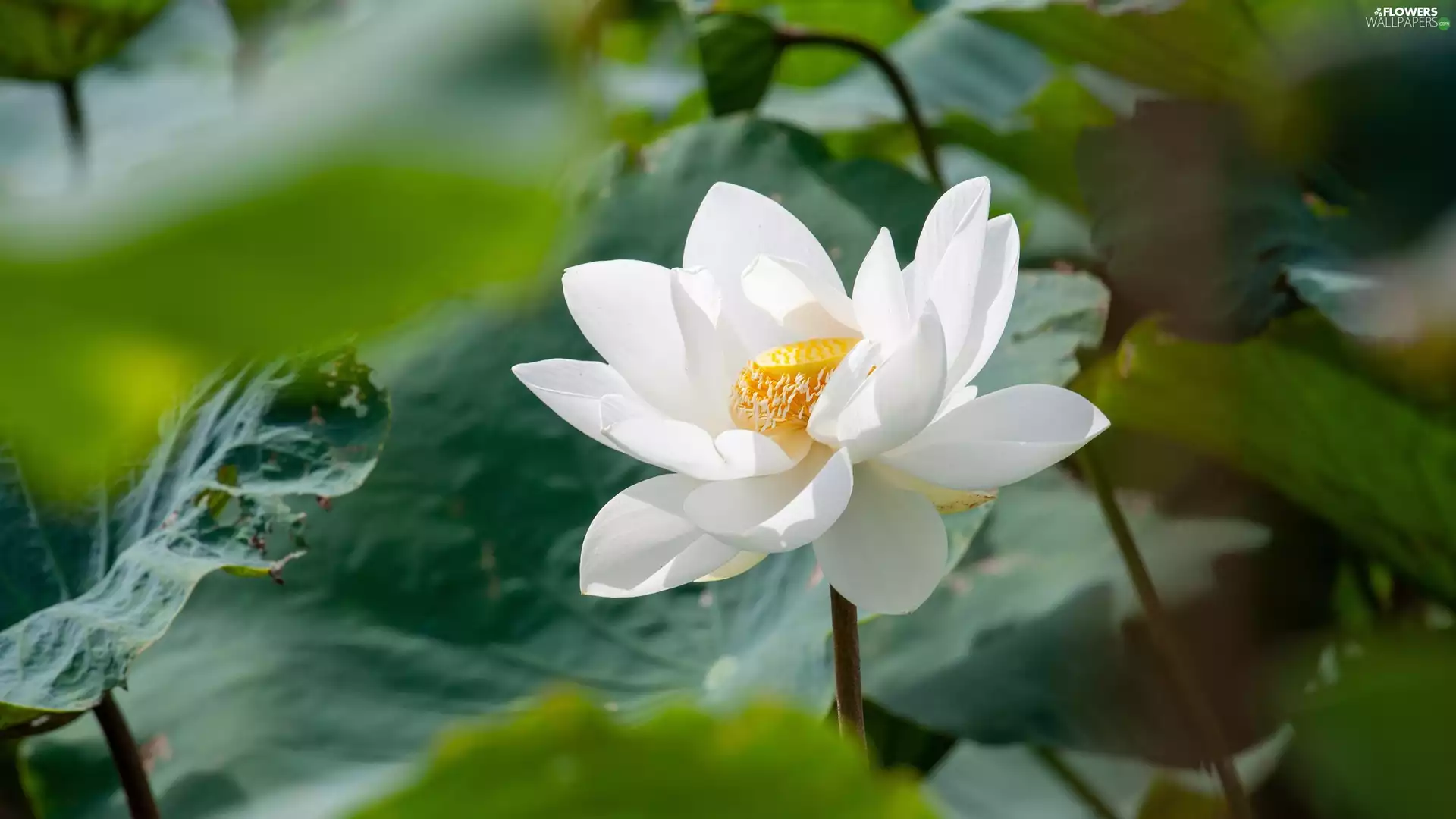 Colourfull Flowers, White, Leaf, lotus