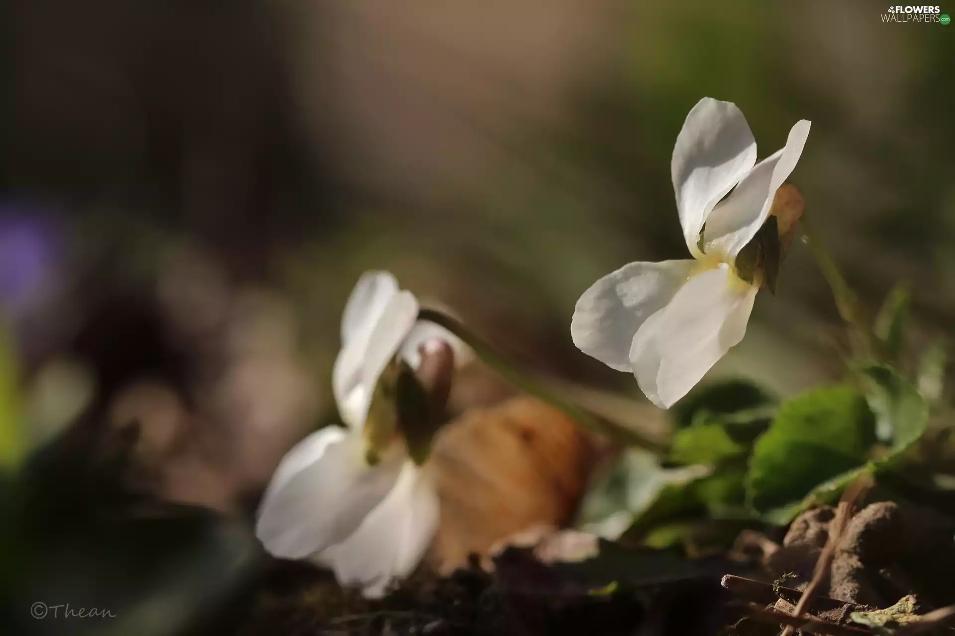 Colourfull Flowers, White, Viola odorata