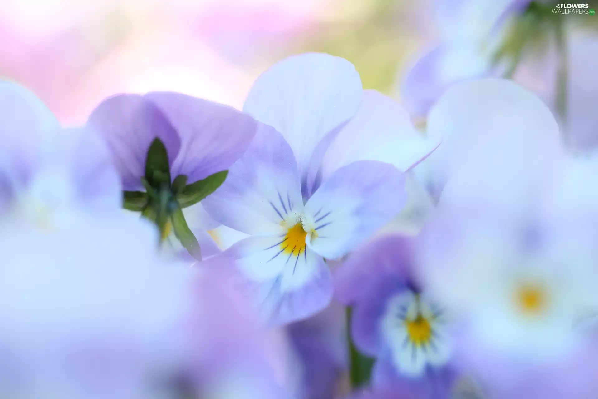 Colourfull Flowers, White-Purple, pansy