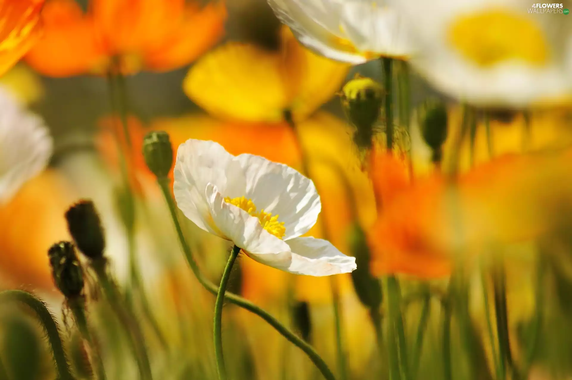 Flowers, papavers, White