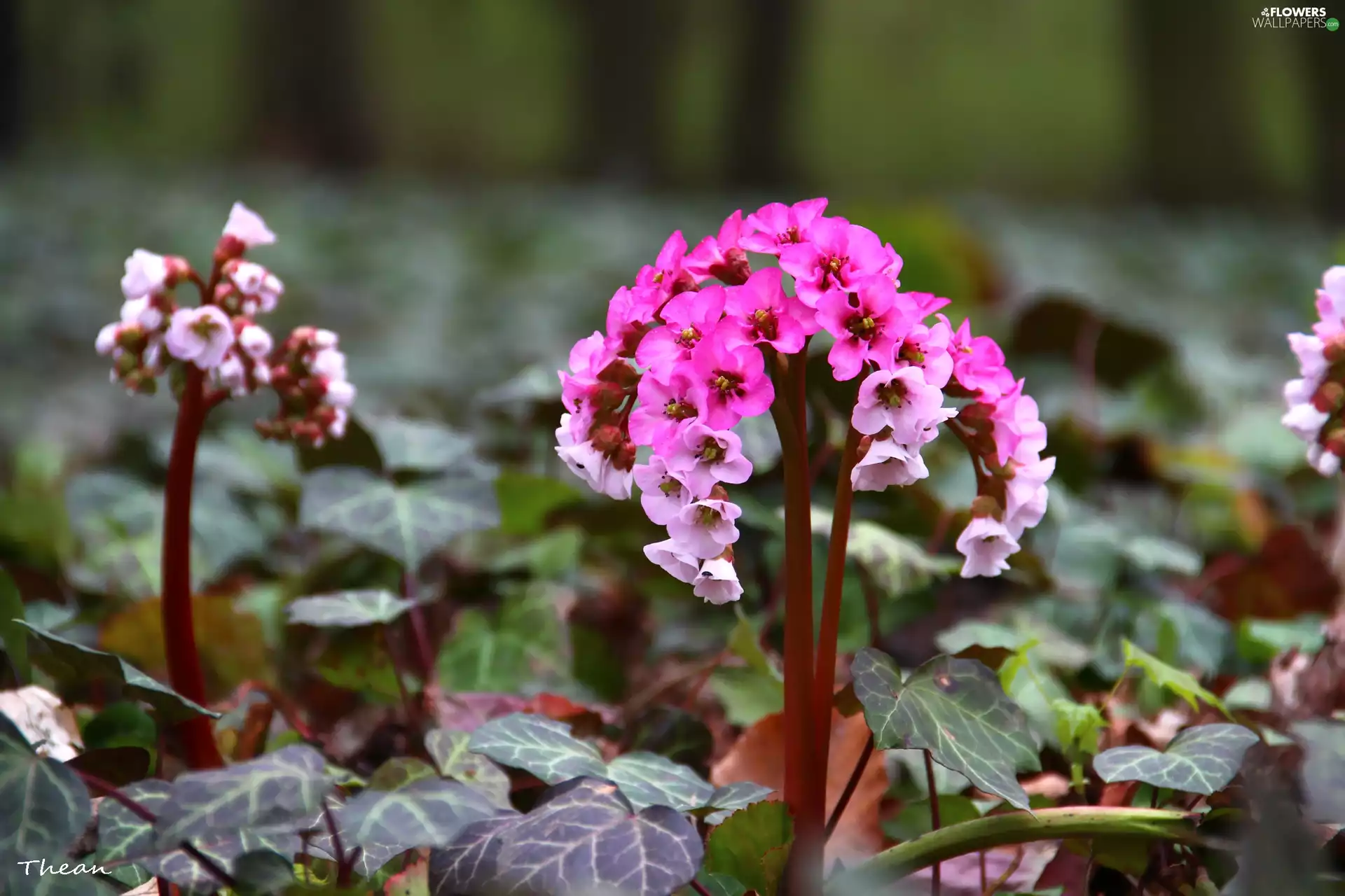 Flowers, Pink, White