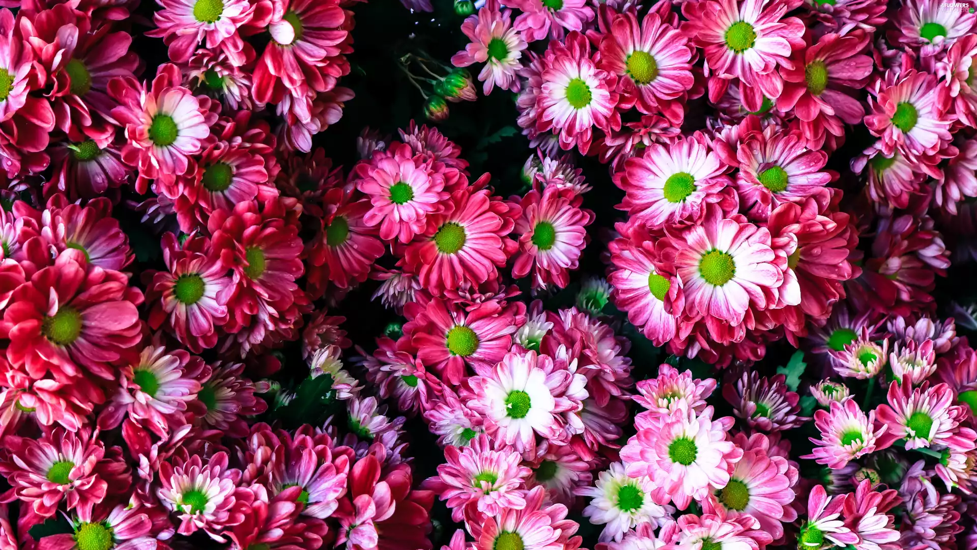 Chrysanthemums, Flowers, white and pink