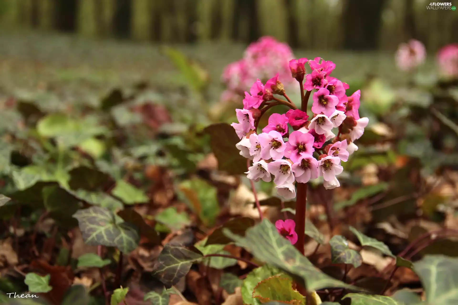 Flowers, Pink, White