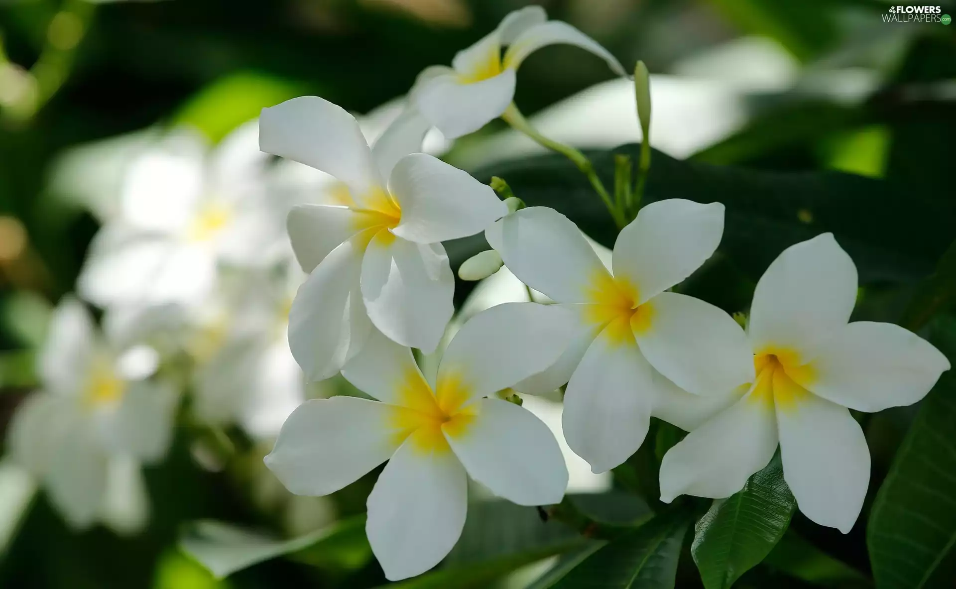 Flowers, Plumeria, White