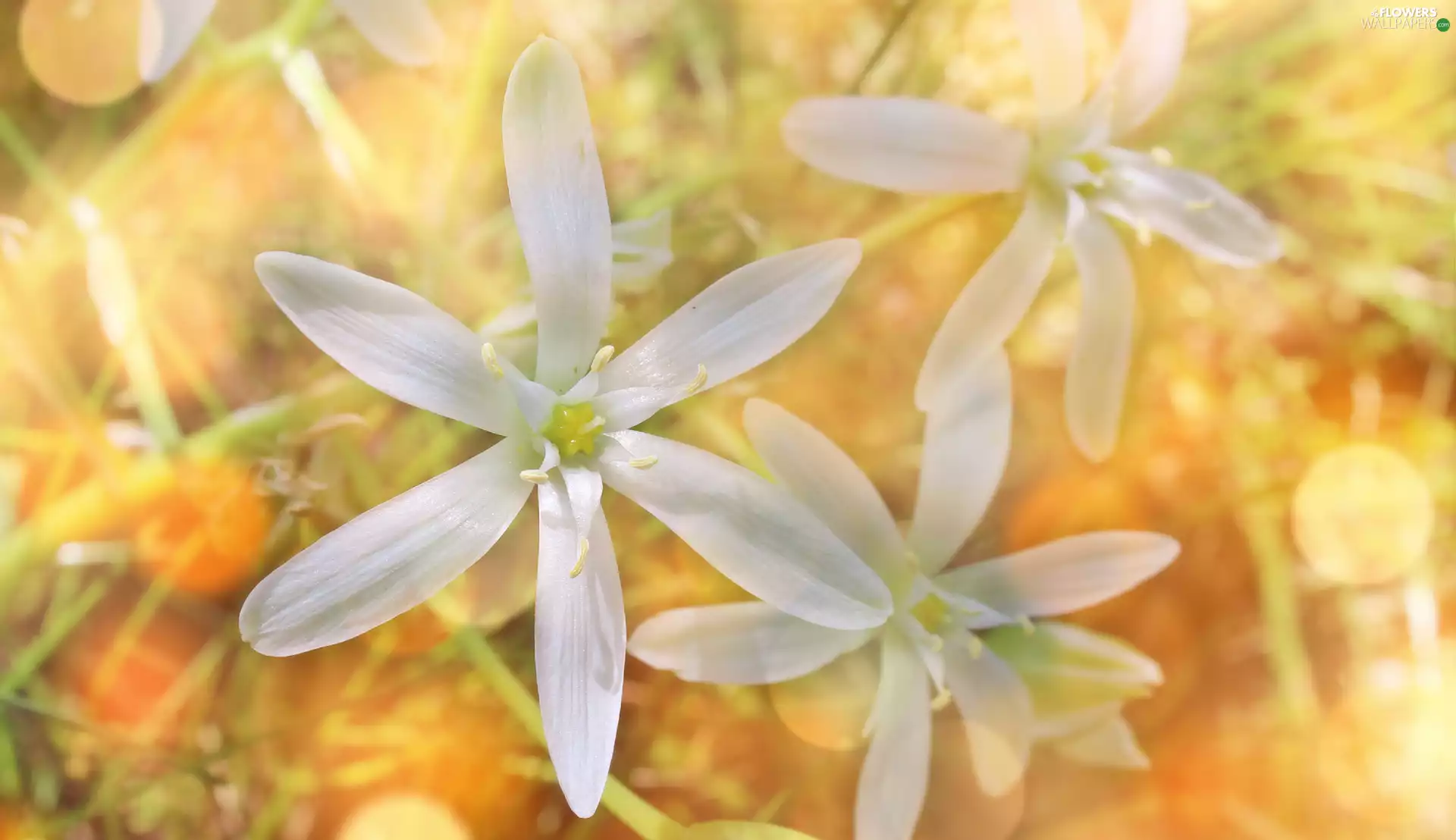 White, Ornithogalum, rapprochement, Flowers