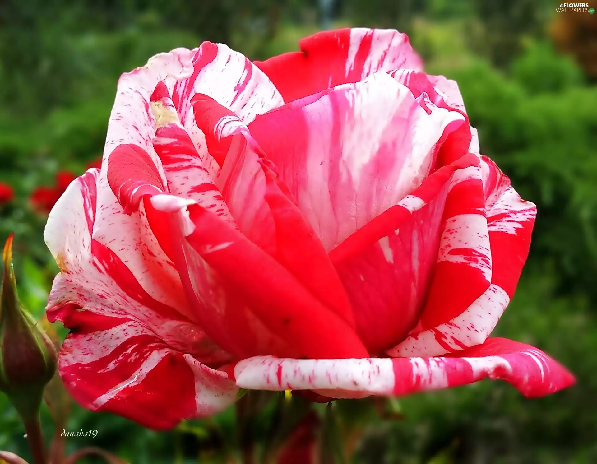 Colourfull Flowers, White, rose, red