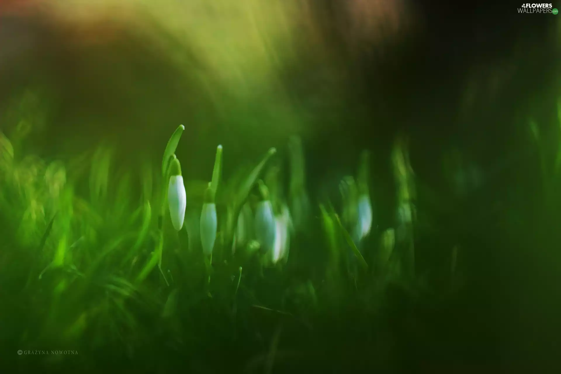 Flowers, snowdrops, White