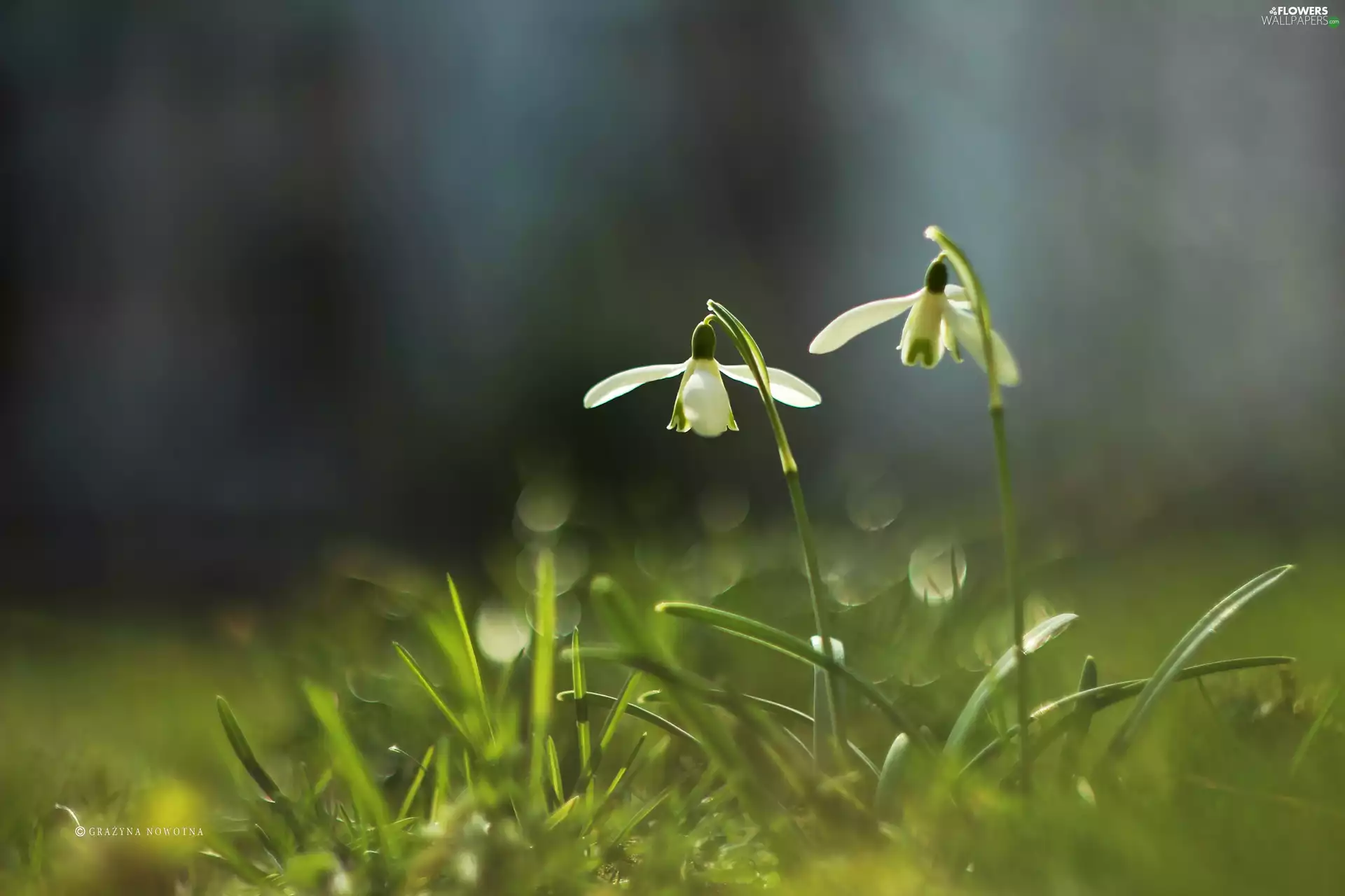 Flowers, snowdrops, White