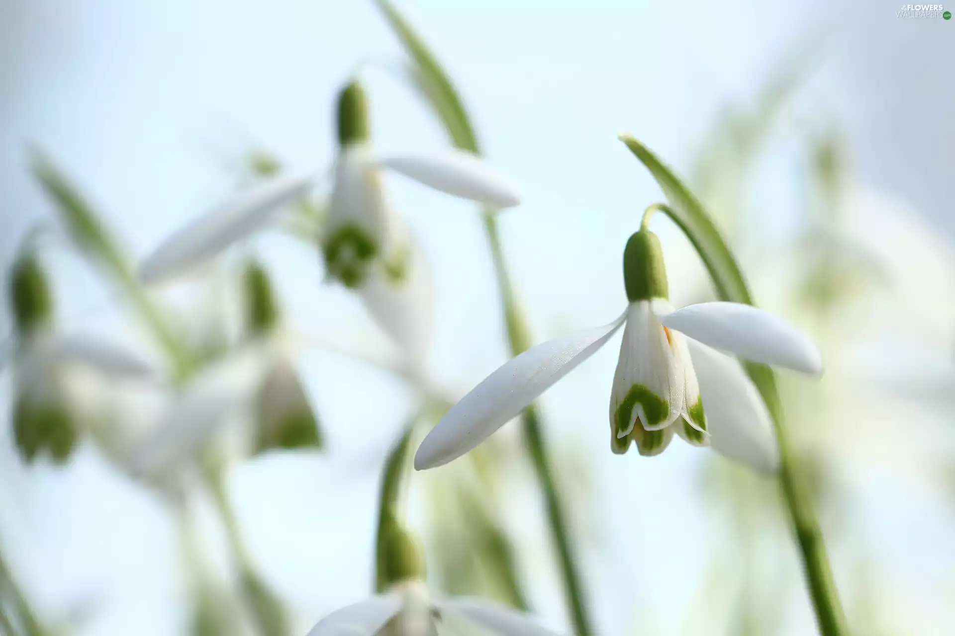Flowers, snowdrops, White