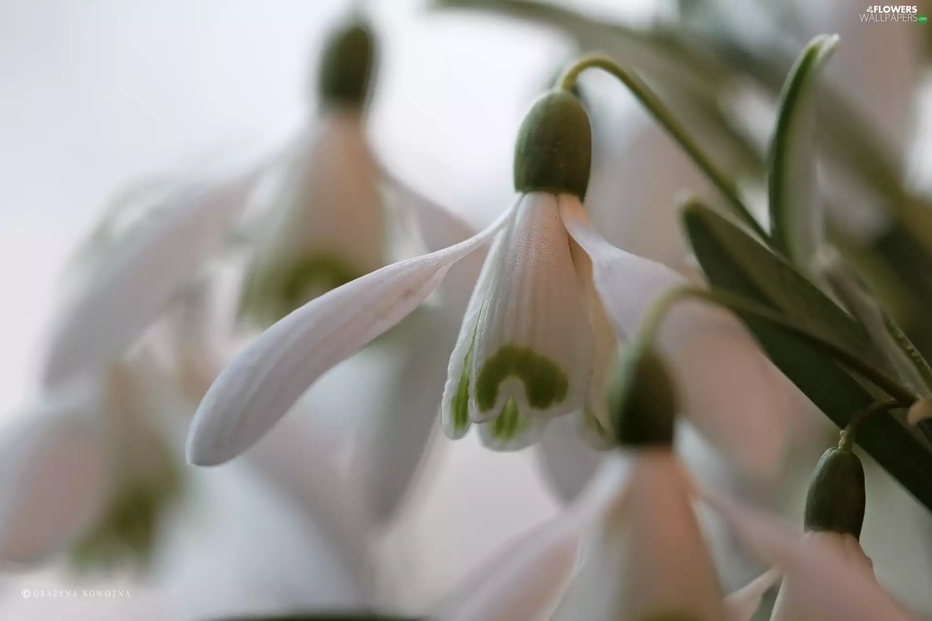 Flowers, snowdrops, White