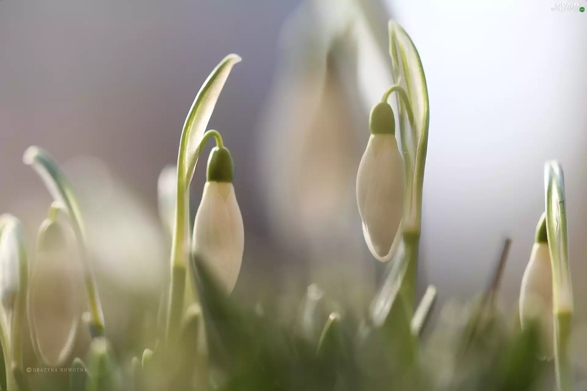 Flowers, snowdrops, White
