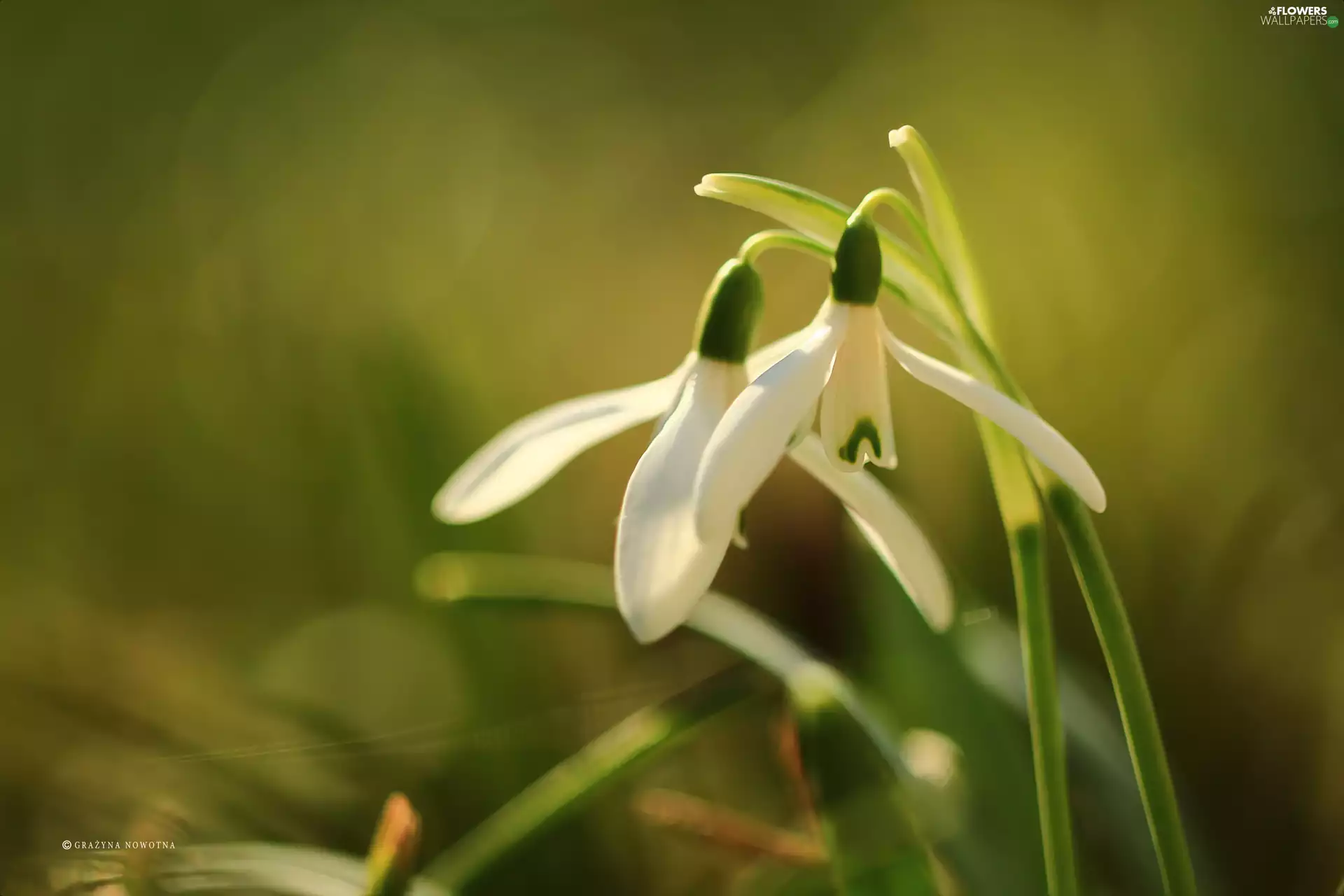 Flowers, snowdrops, White