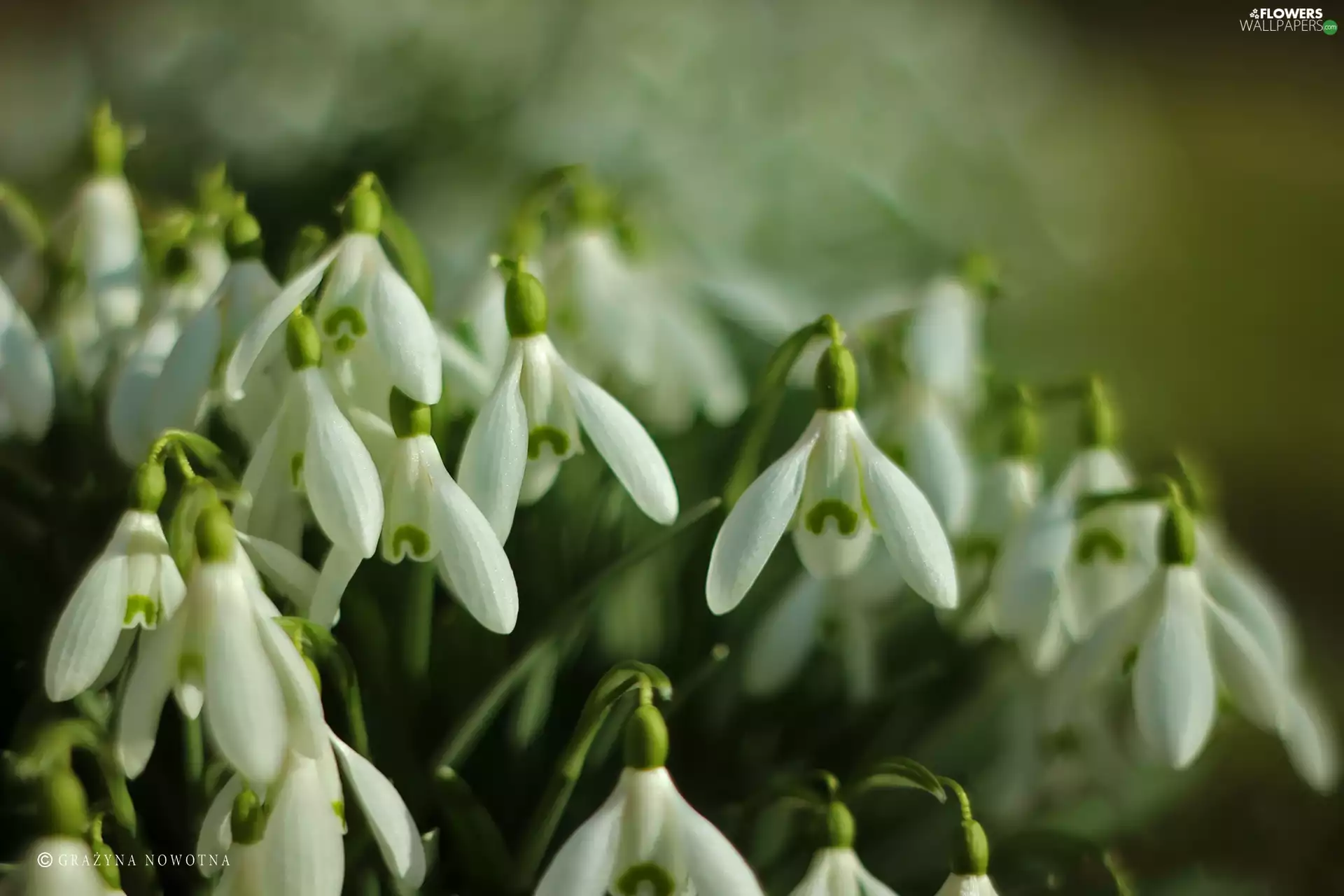 Flowers, snowdrops, White