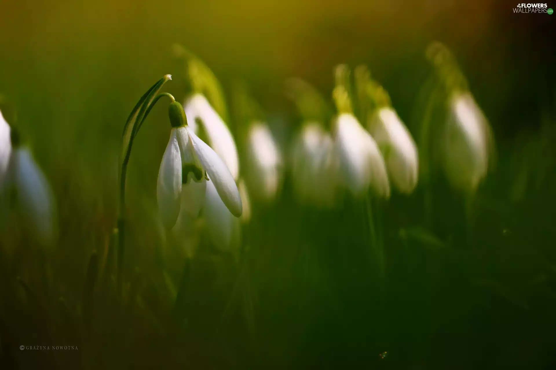 Flowers, snowdrops, White