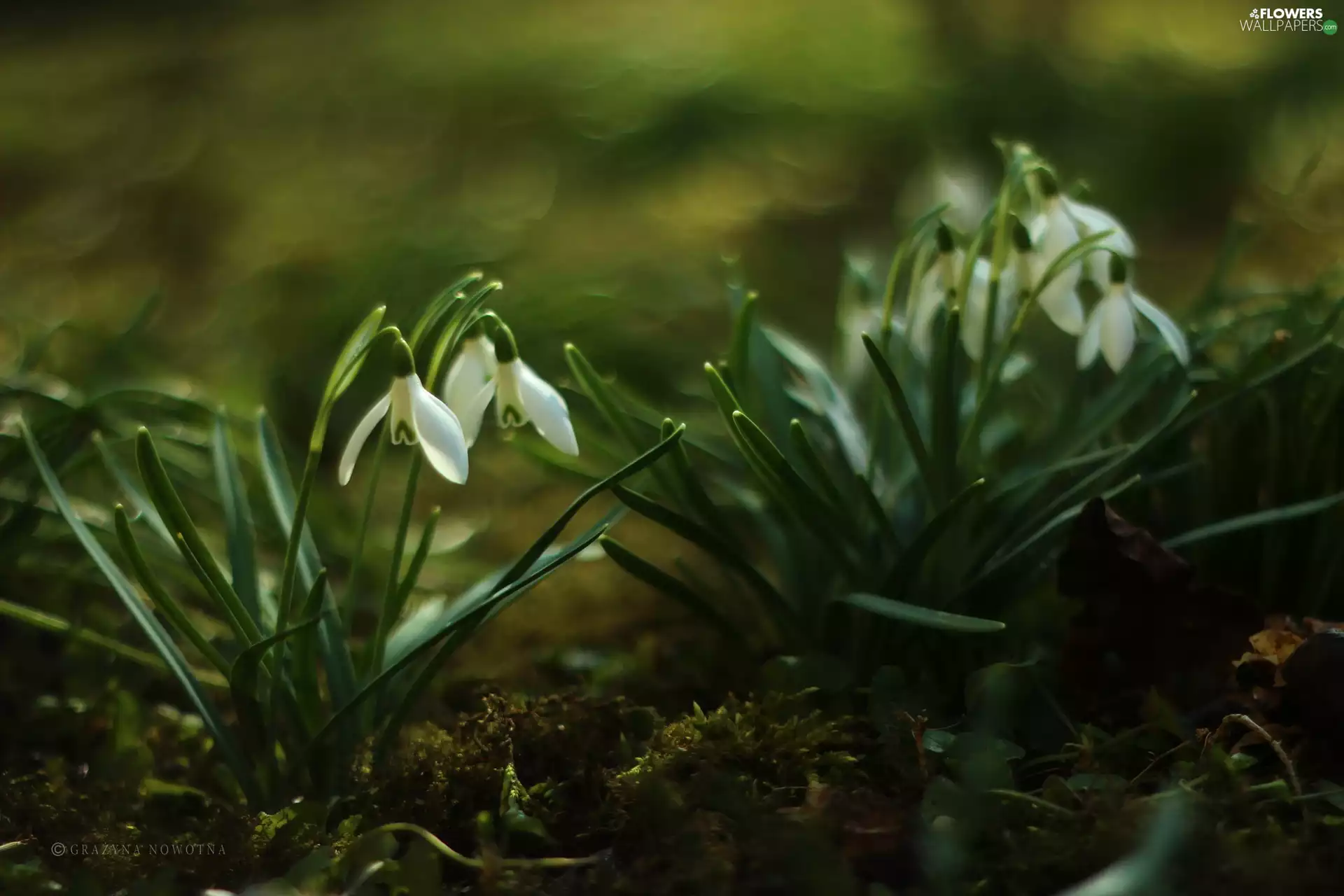 Flowers, snowdrops, White