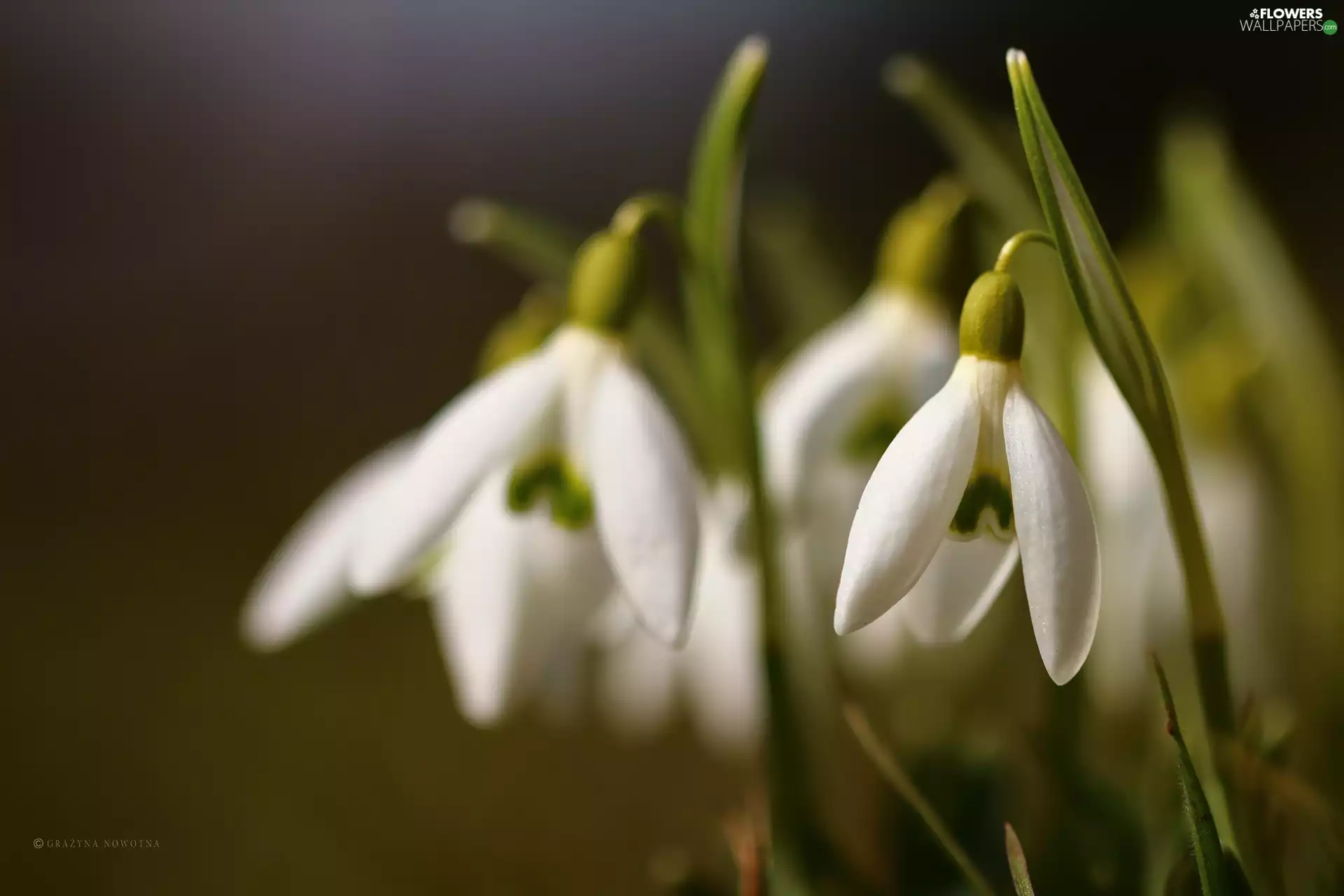 Flowers, snowdrops, White