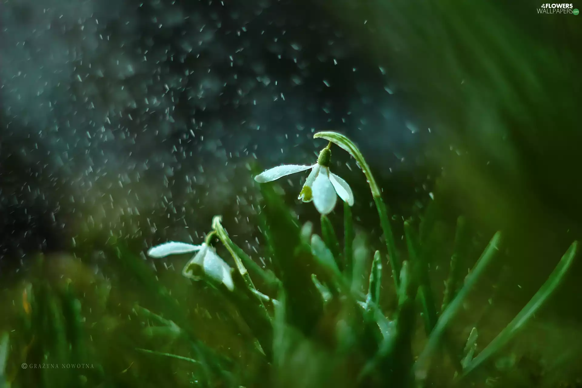 Flowers, snowdrops, White