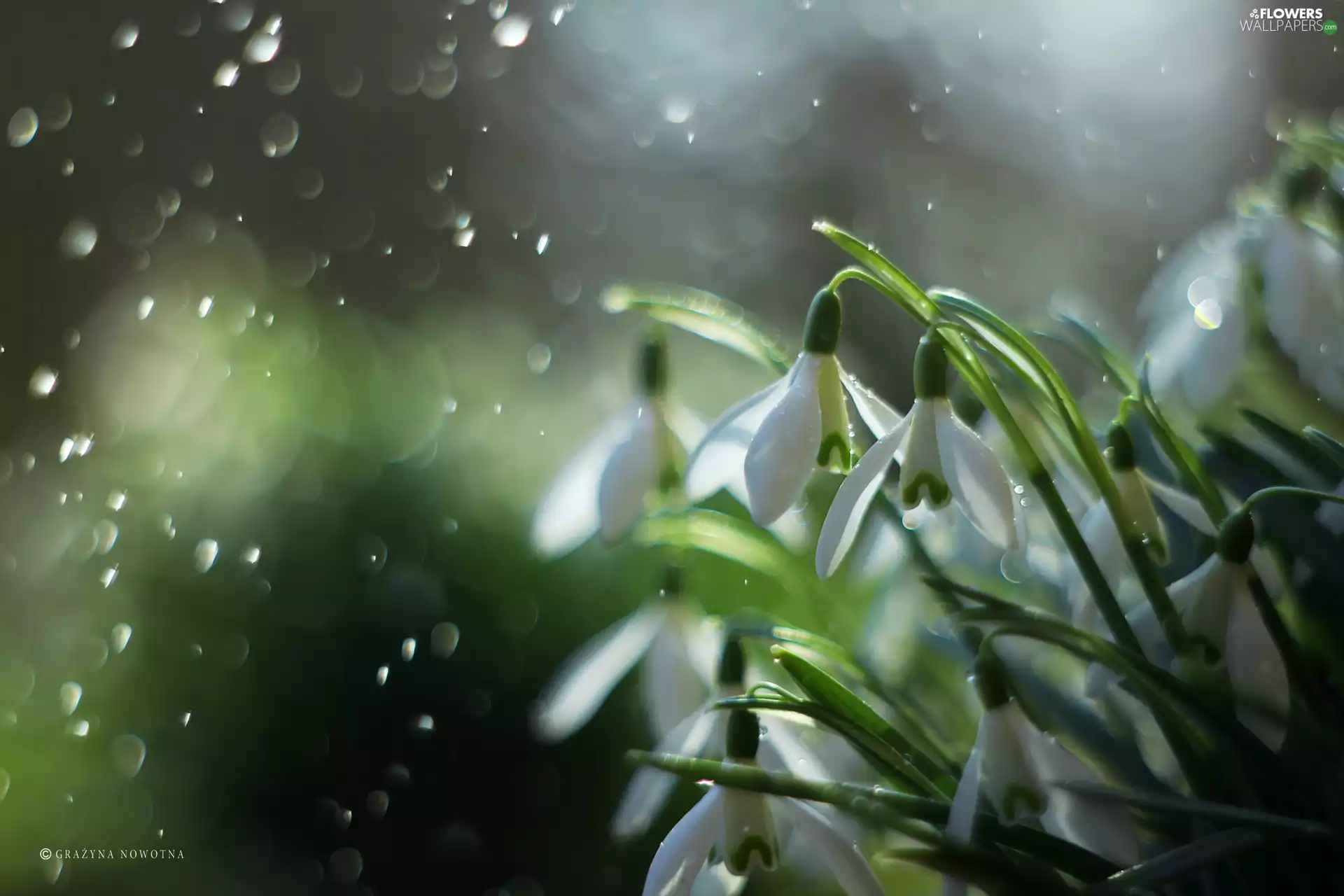 Flowers, snowdrops, White