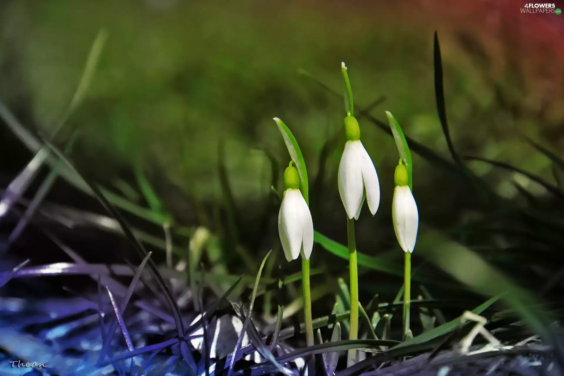 Flowers, snowdrops, White