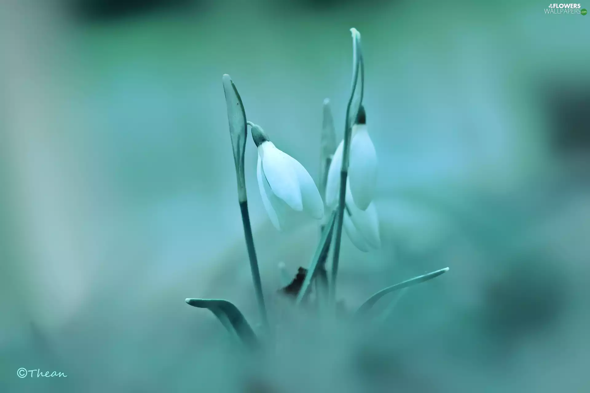 Flowers, snowdrops, White