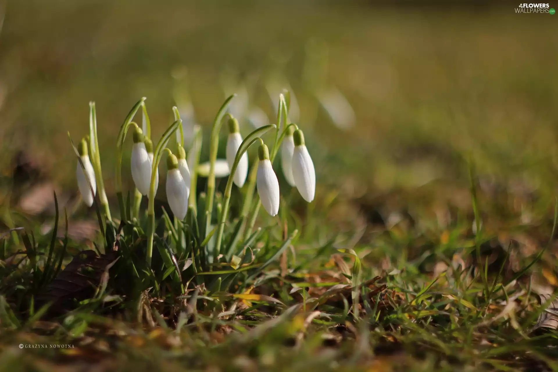 Flowers, snowdrops, White