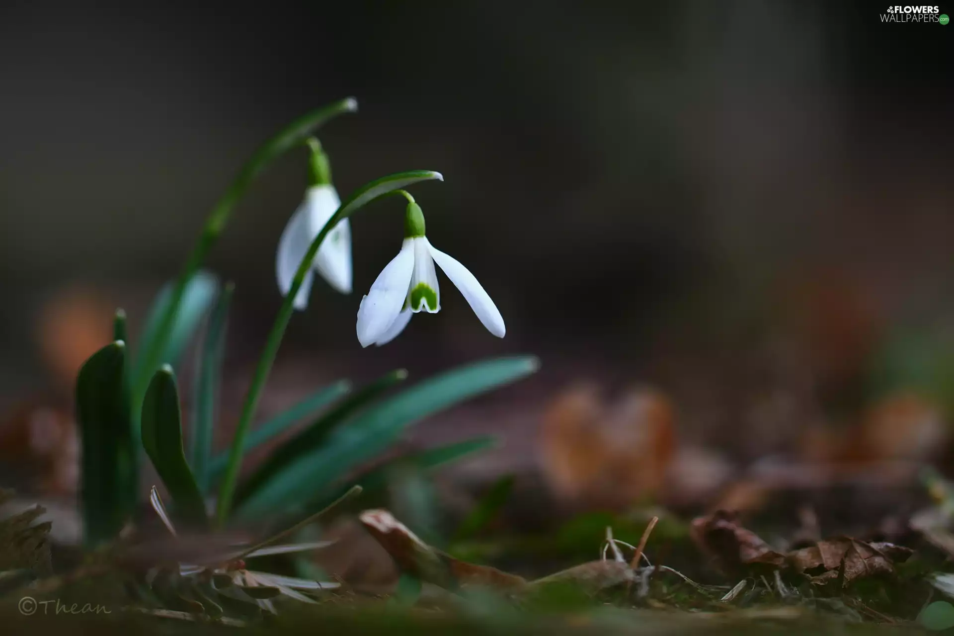 Flowers, snowdrops, White