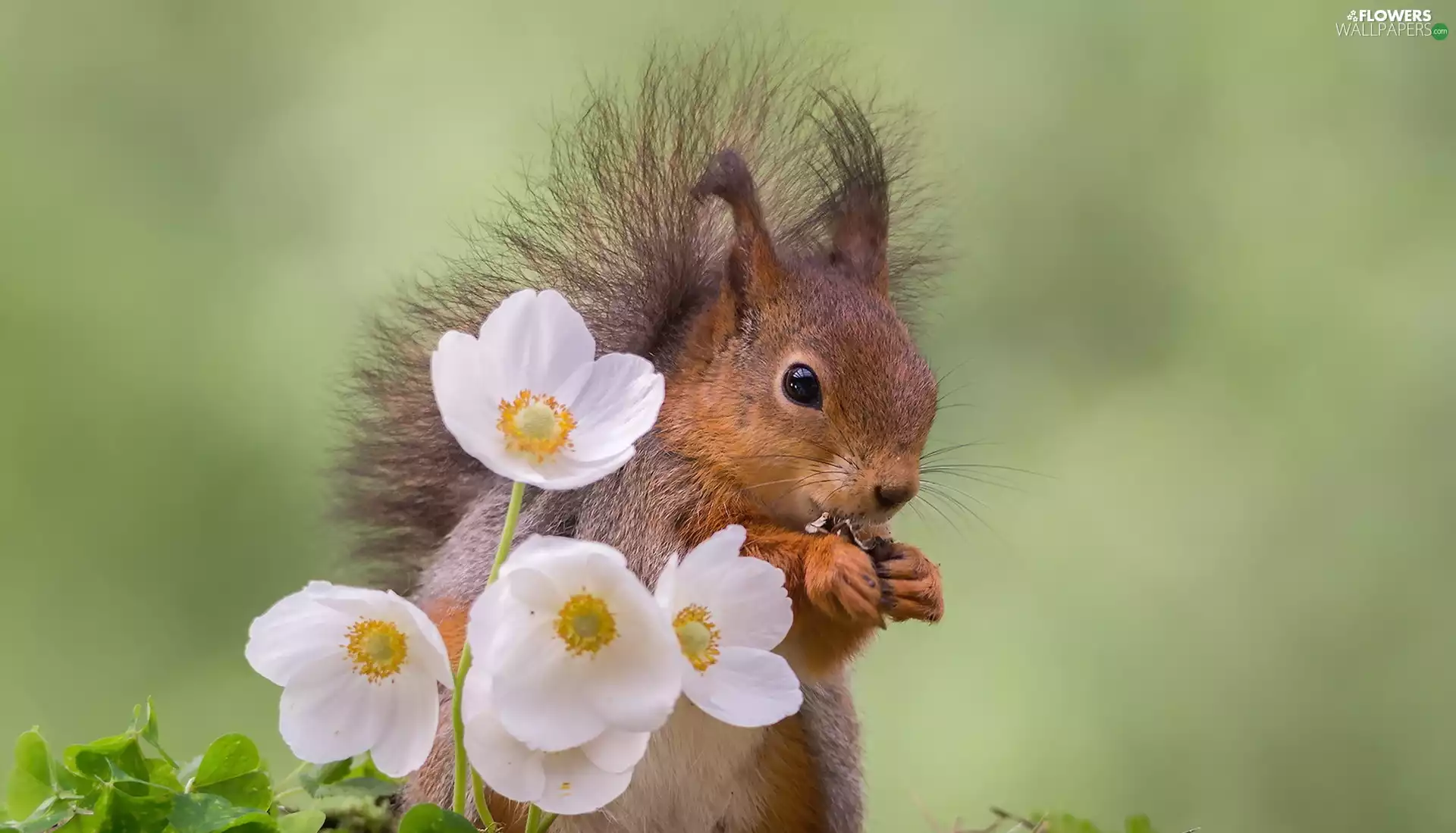 Flowers, squirrel, White