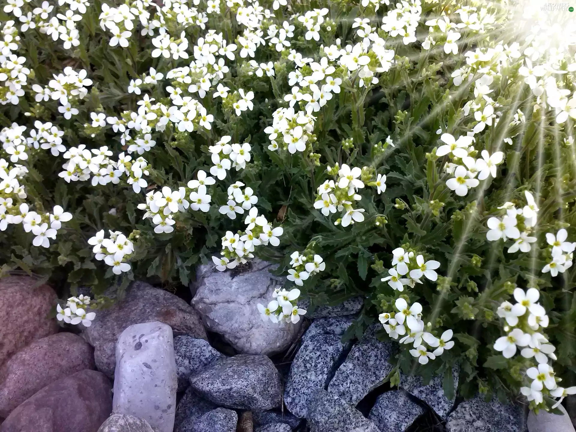 Flowers, Stones, White