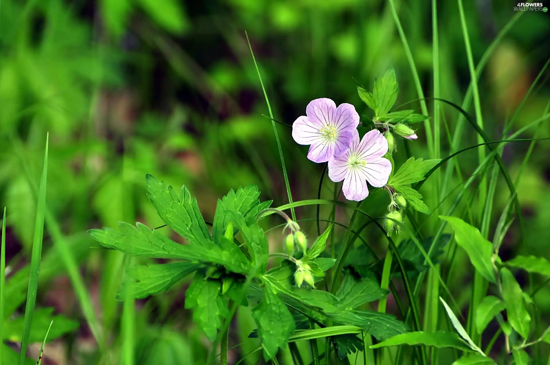 Wildflowers, green, geranium, Flowers