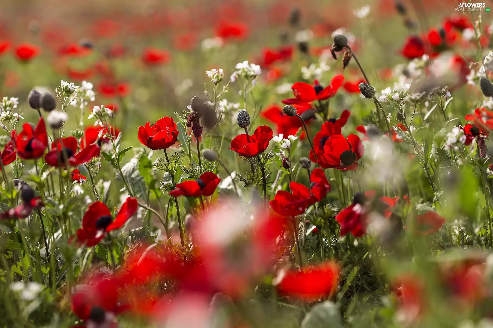 Flowers, papavers, Wildflowers