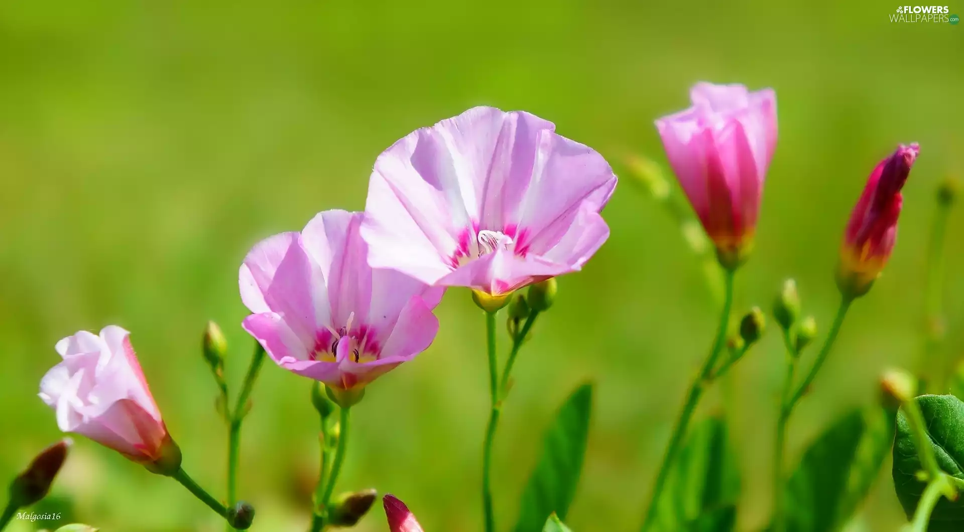white and pink, Flowers, bindweed, Wildflowers