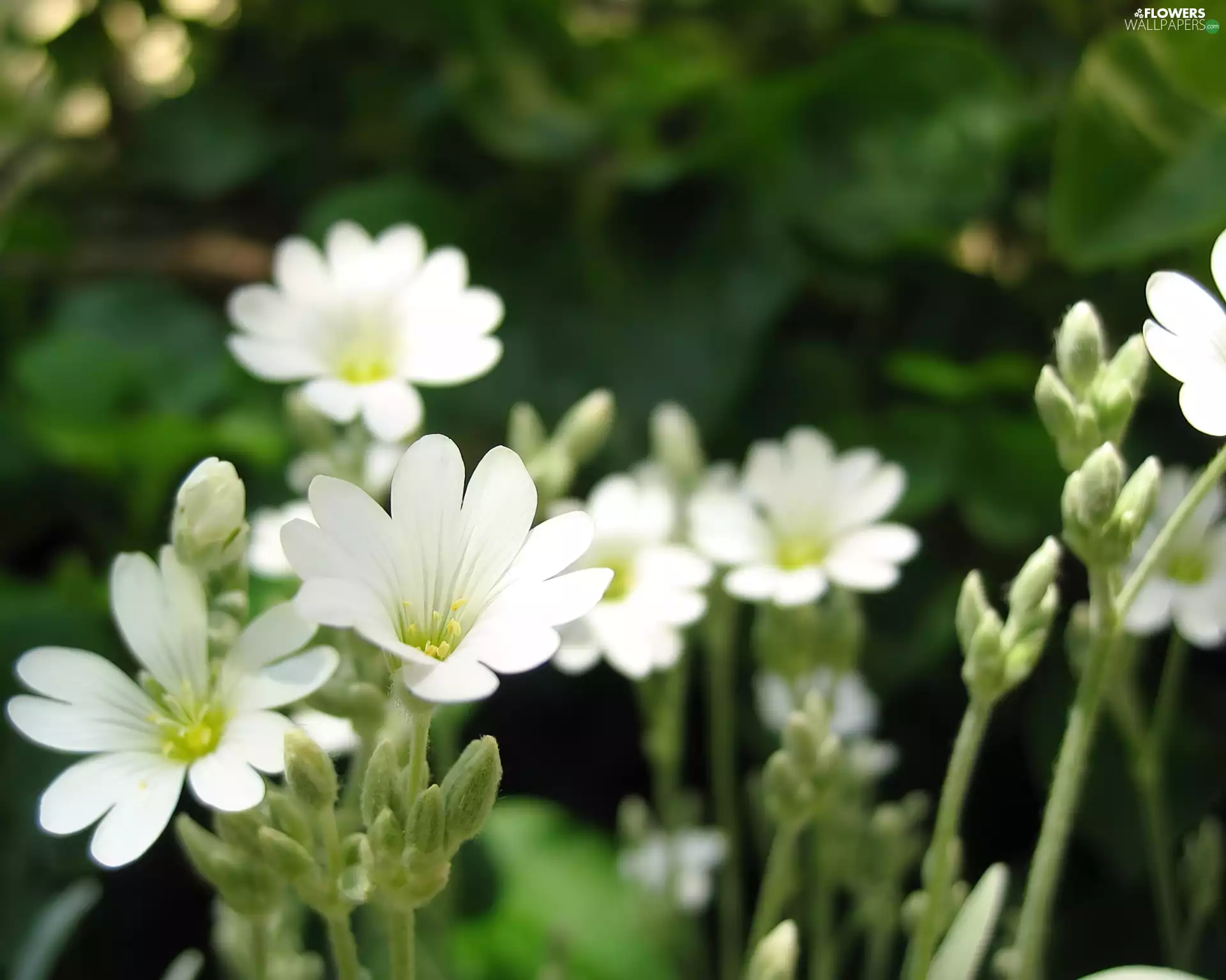 flowers, White, Wildflowers
