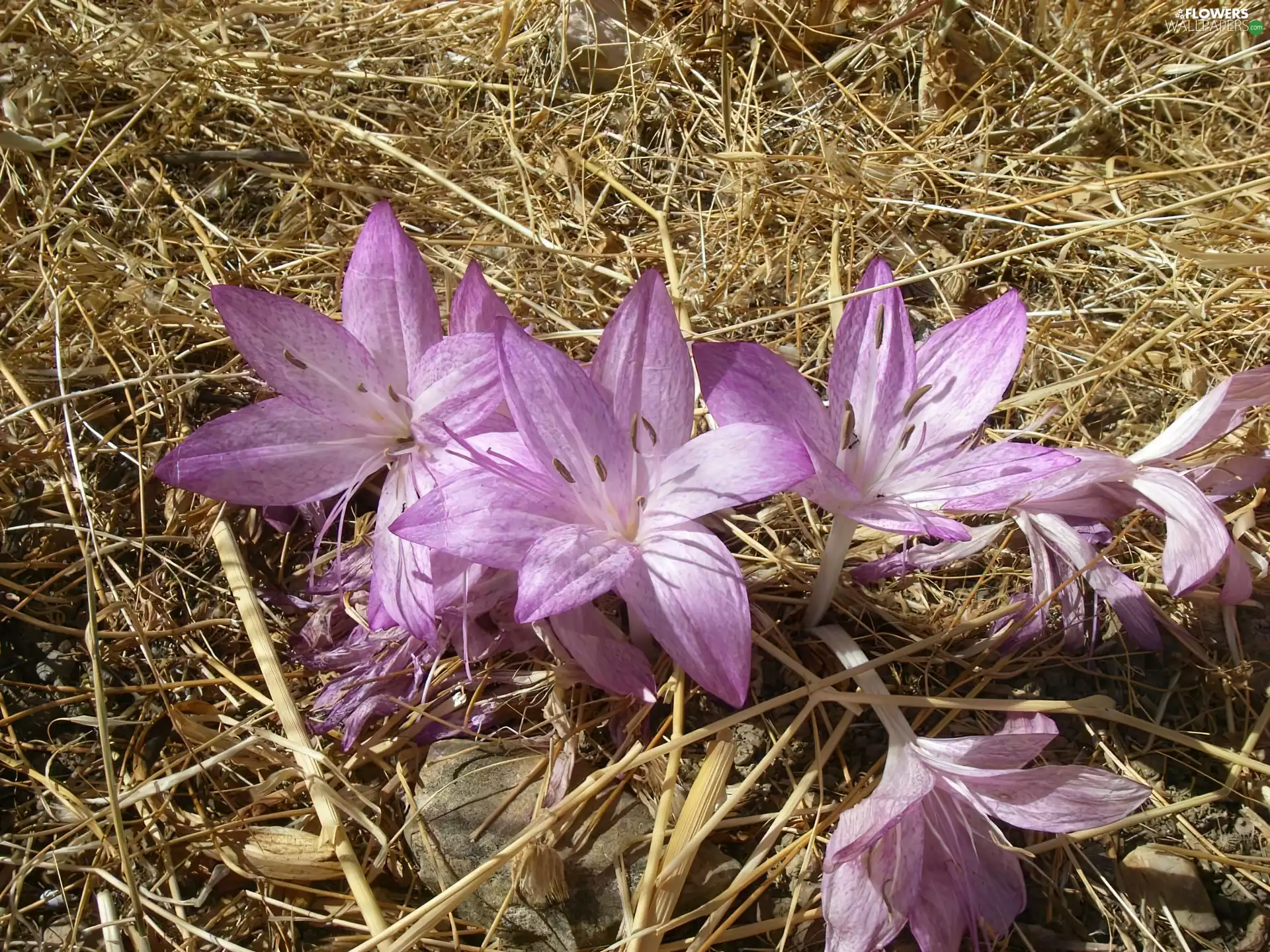 Flowers, wintergreens