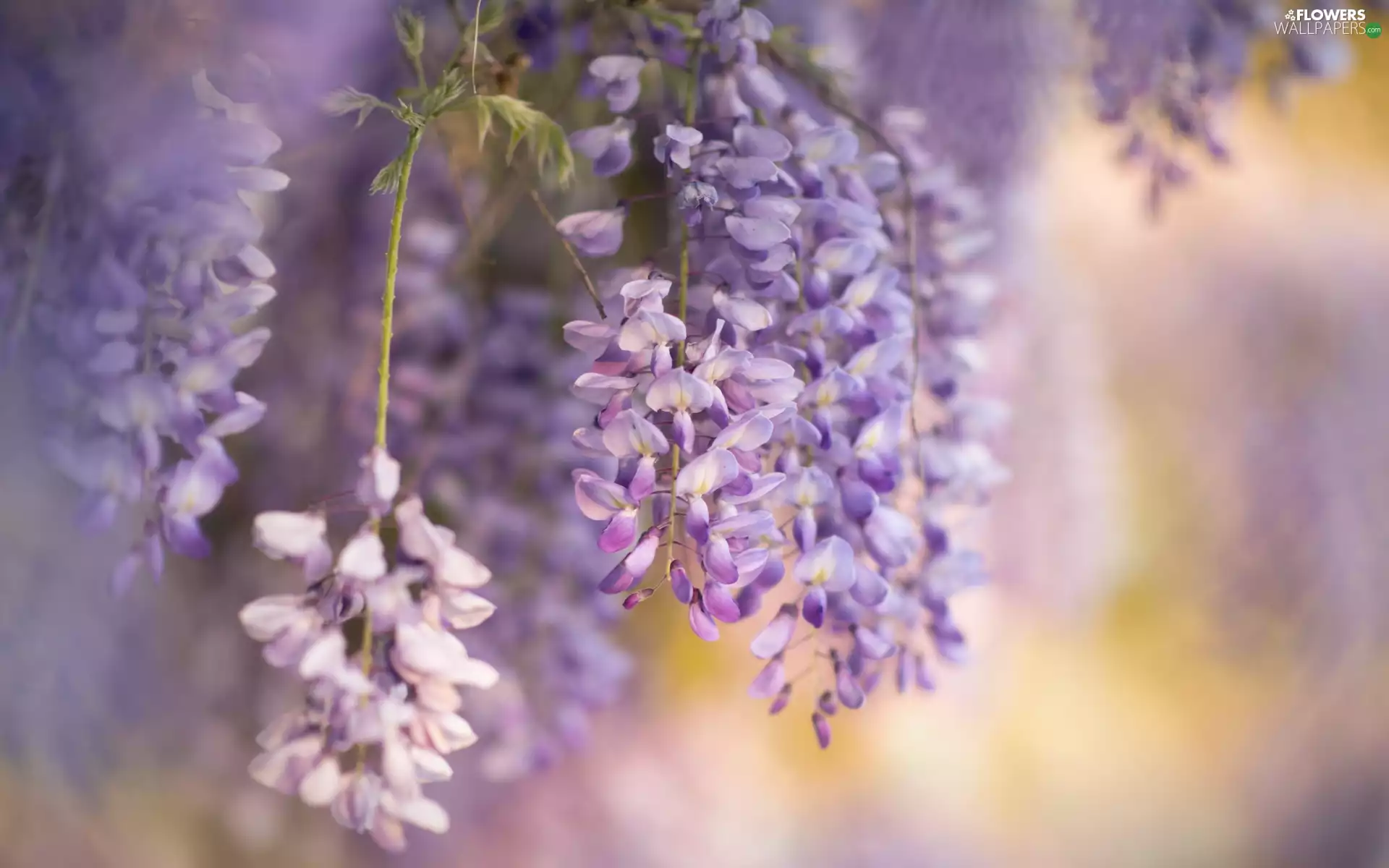 Flowers, Wisteria