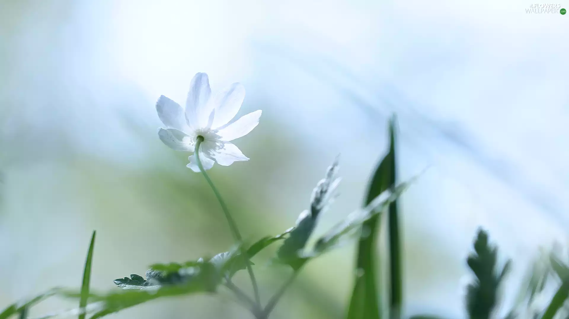 Colourfull Flowers, Wood Anemone, White