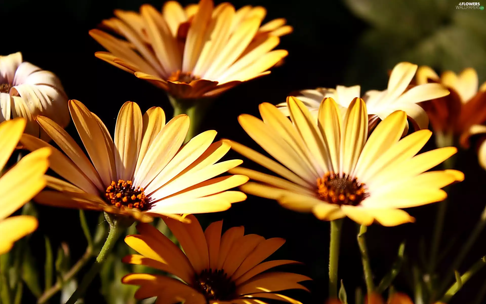 Yellow, daisy, African, Flowers