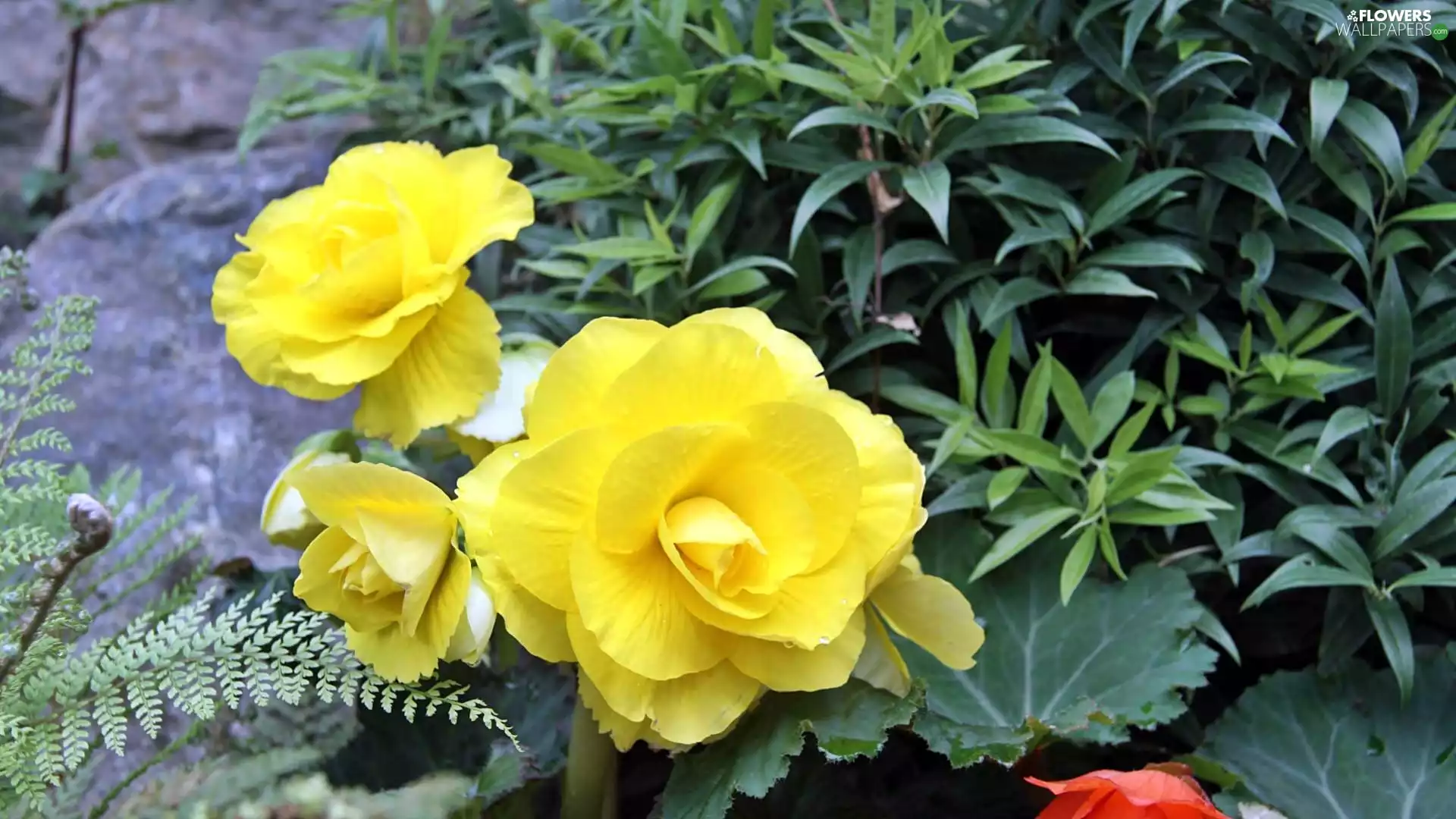 Flowers, beatyfull, Yellow