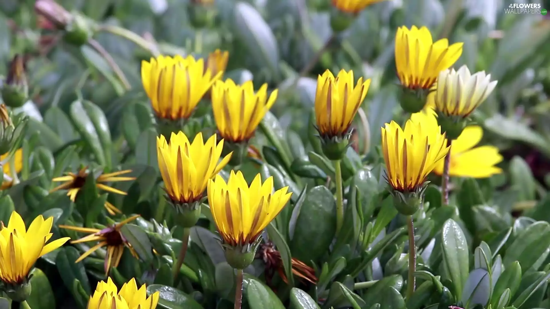 Yellow, ##, blur, Flowers