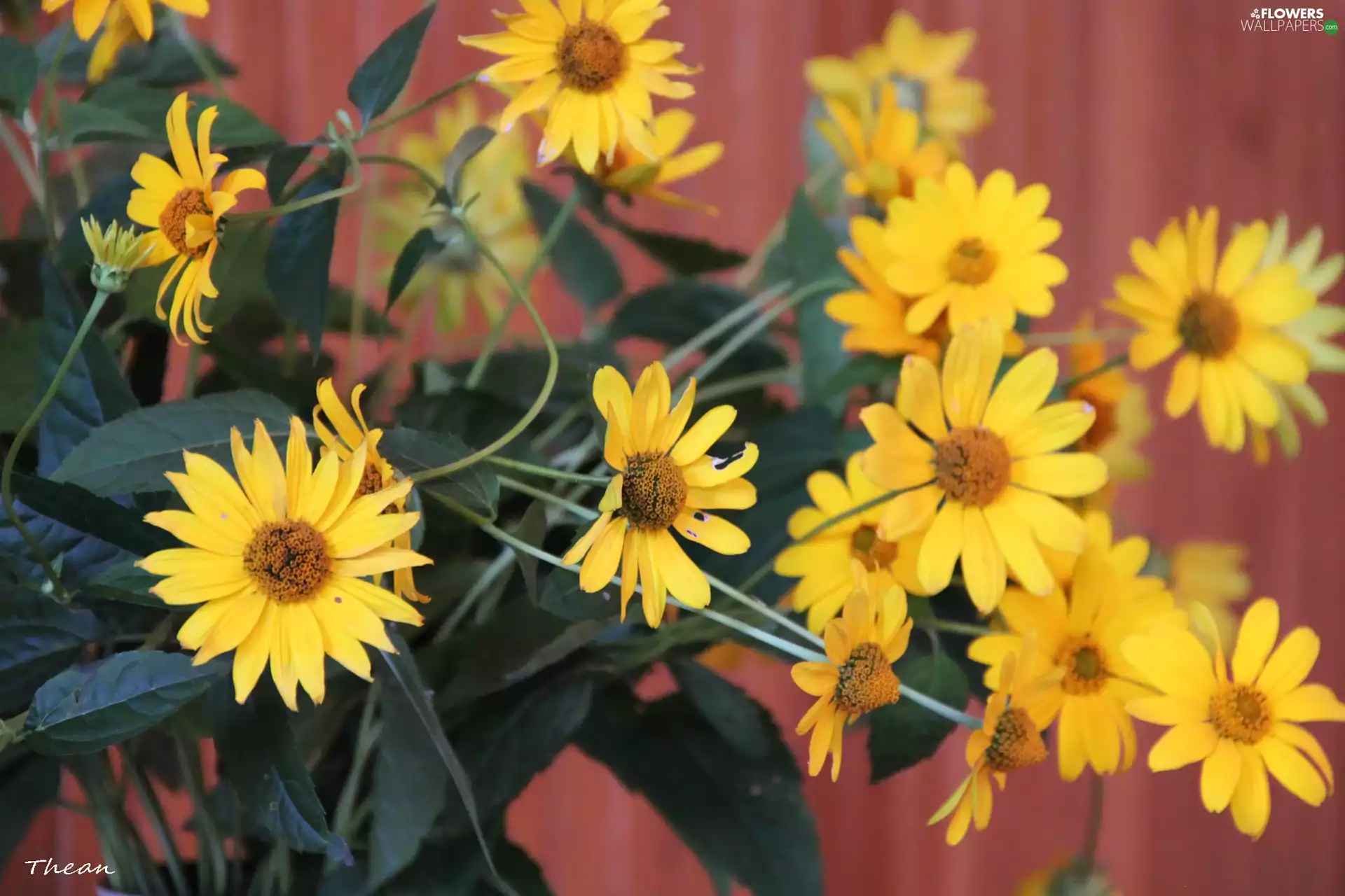 flowers, bouquet, yellow