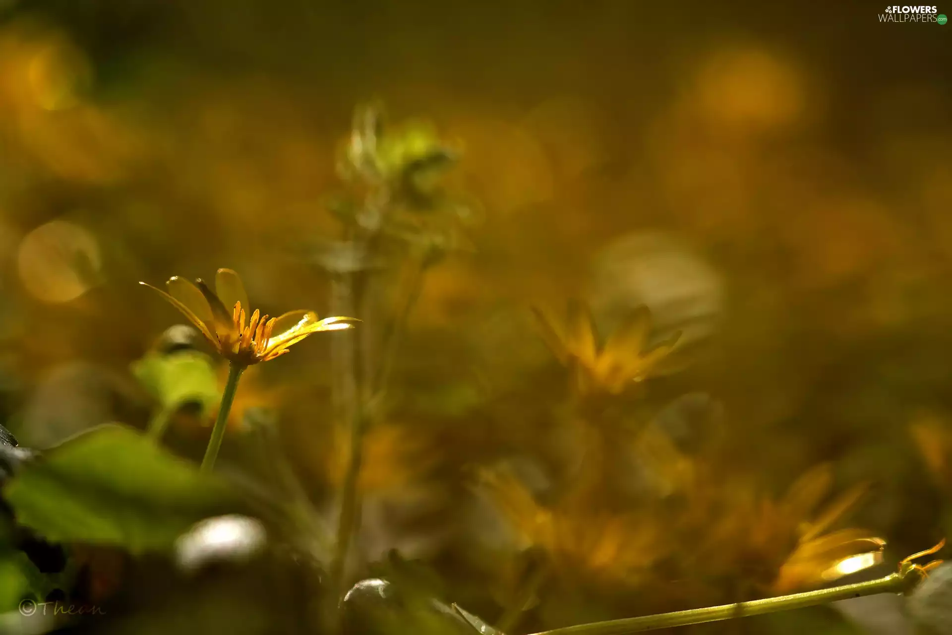 Yellow, fig buttercup, Flowers