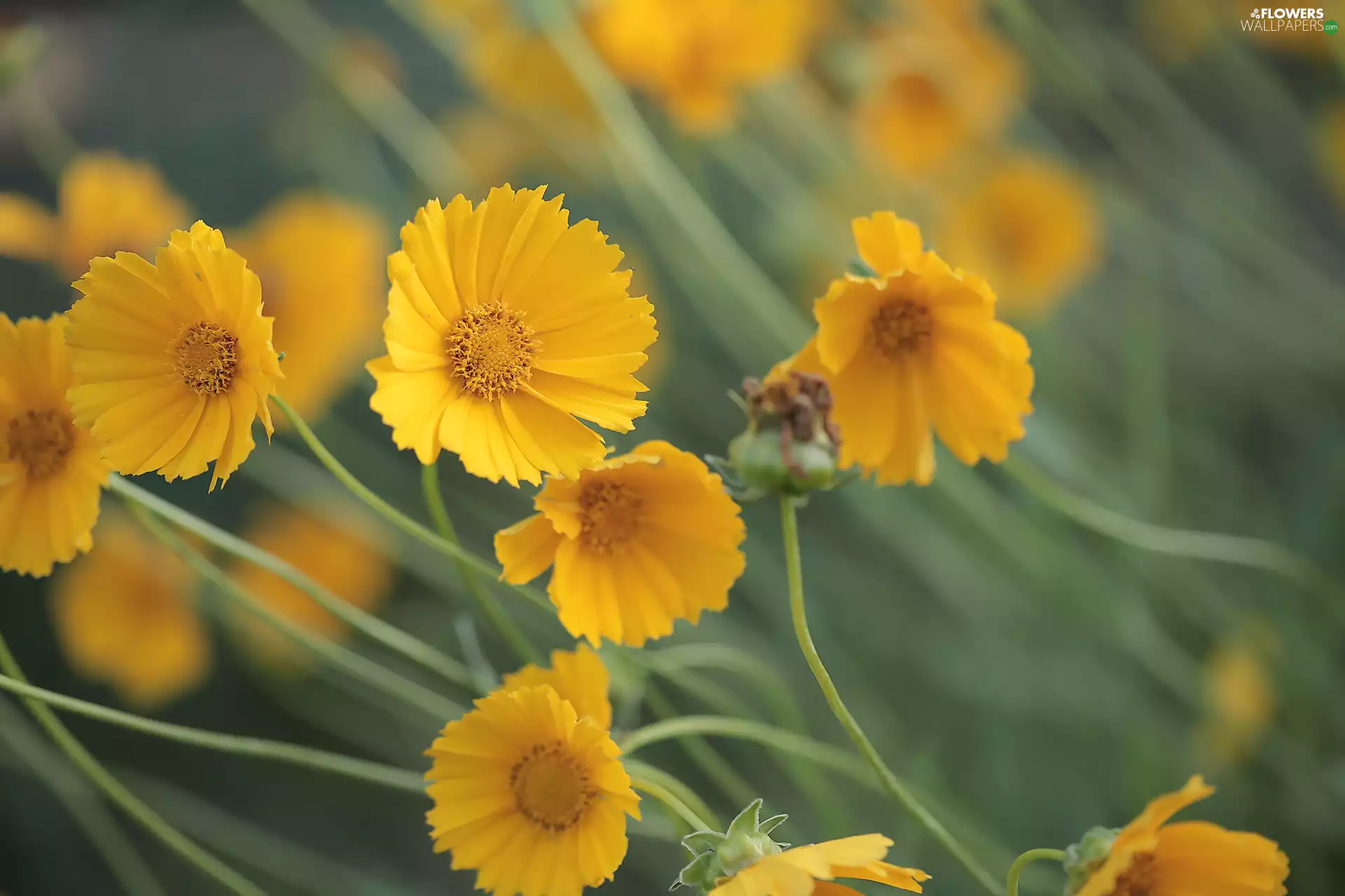 Flowers, Calliopsis, Yellow